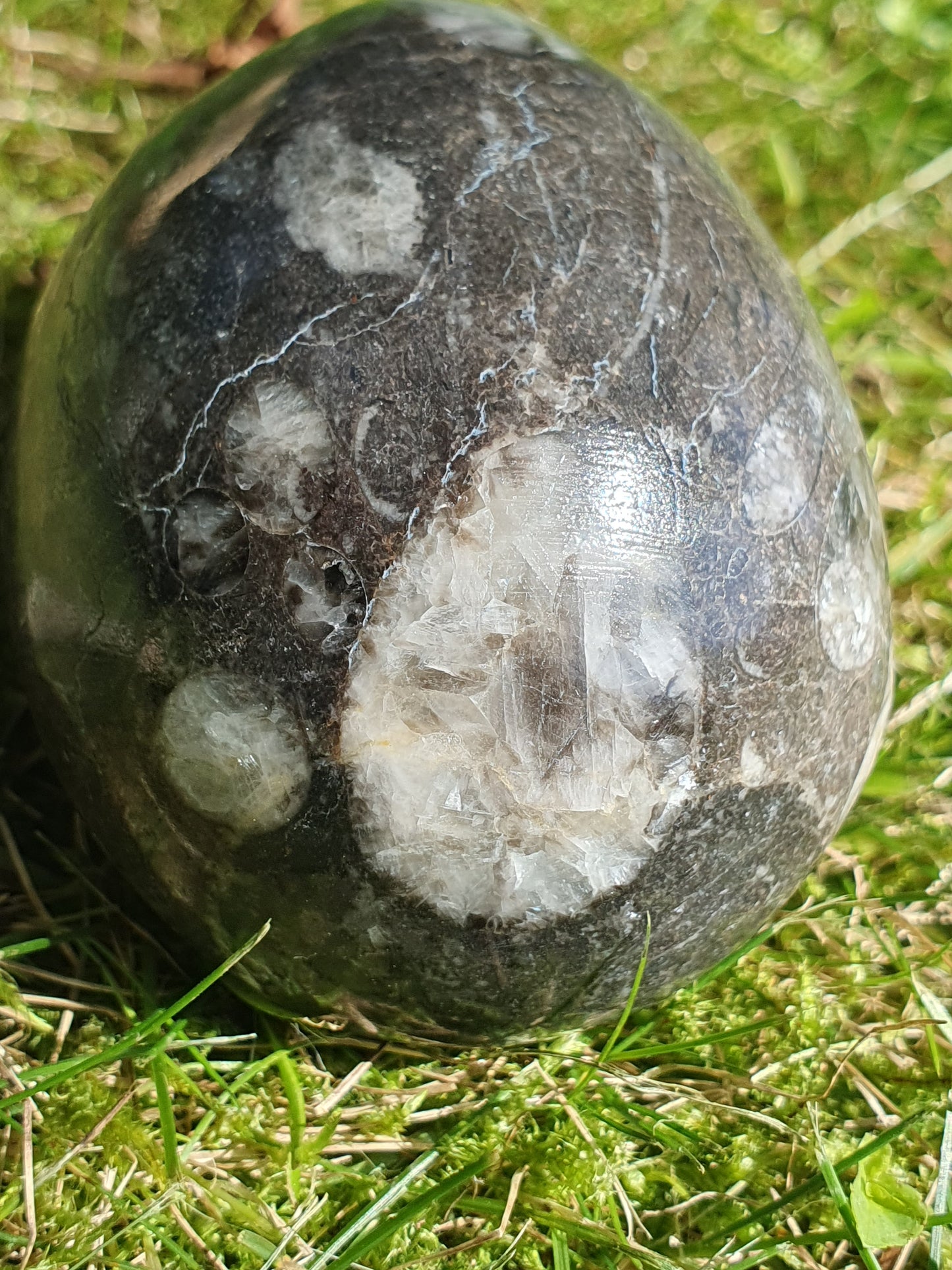 Oeuf Orthoceras