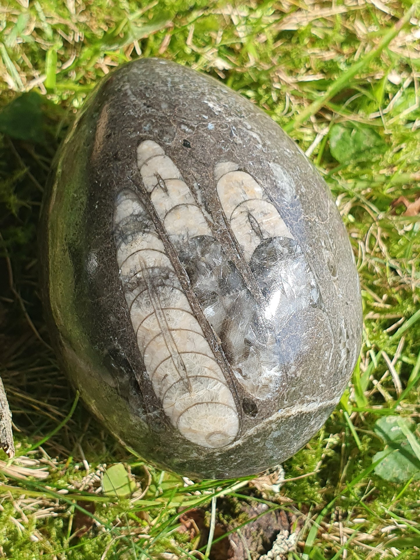 Oeuf Orthoceras