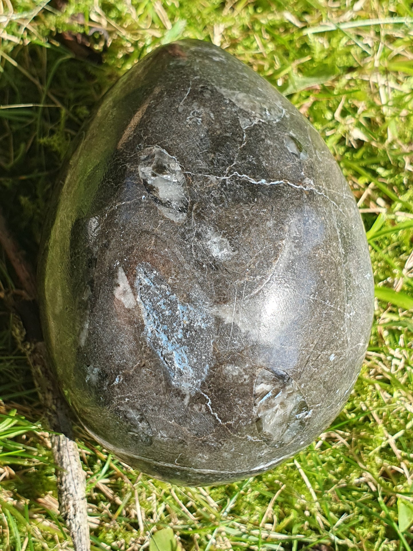 Oeuf Orthoceras