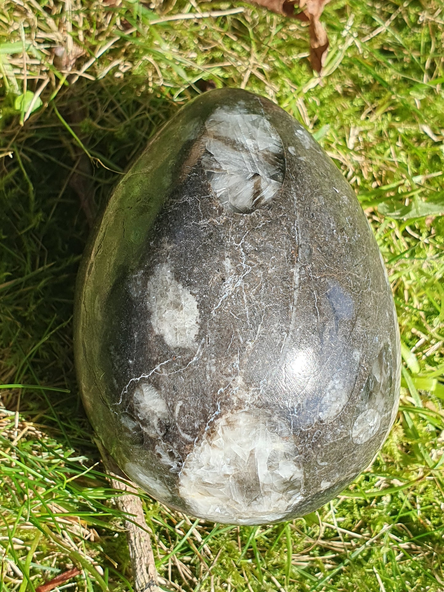Oeuf Orthoceras