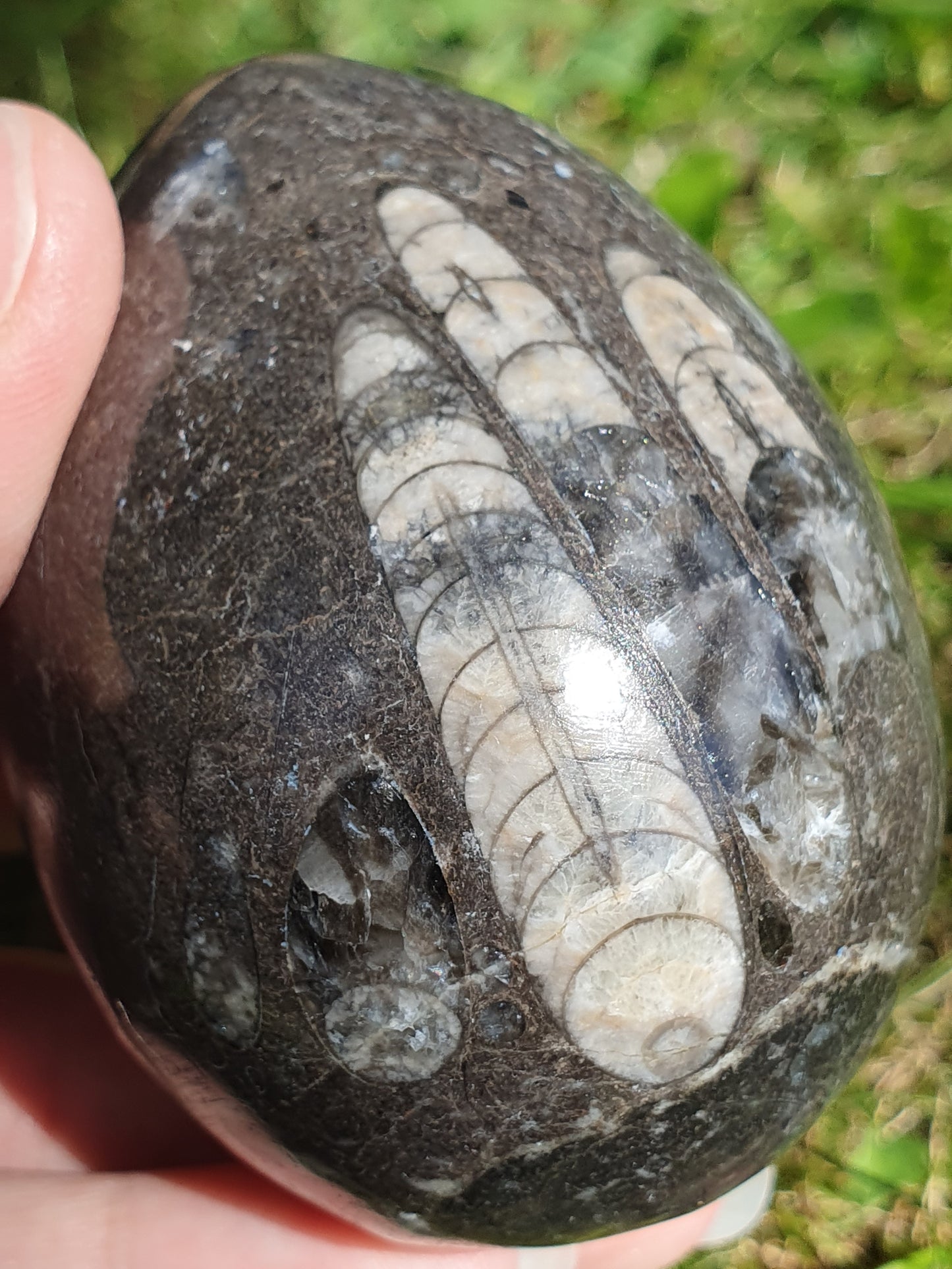 Oeuf Orthoceras