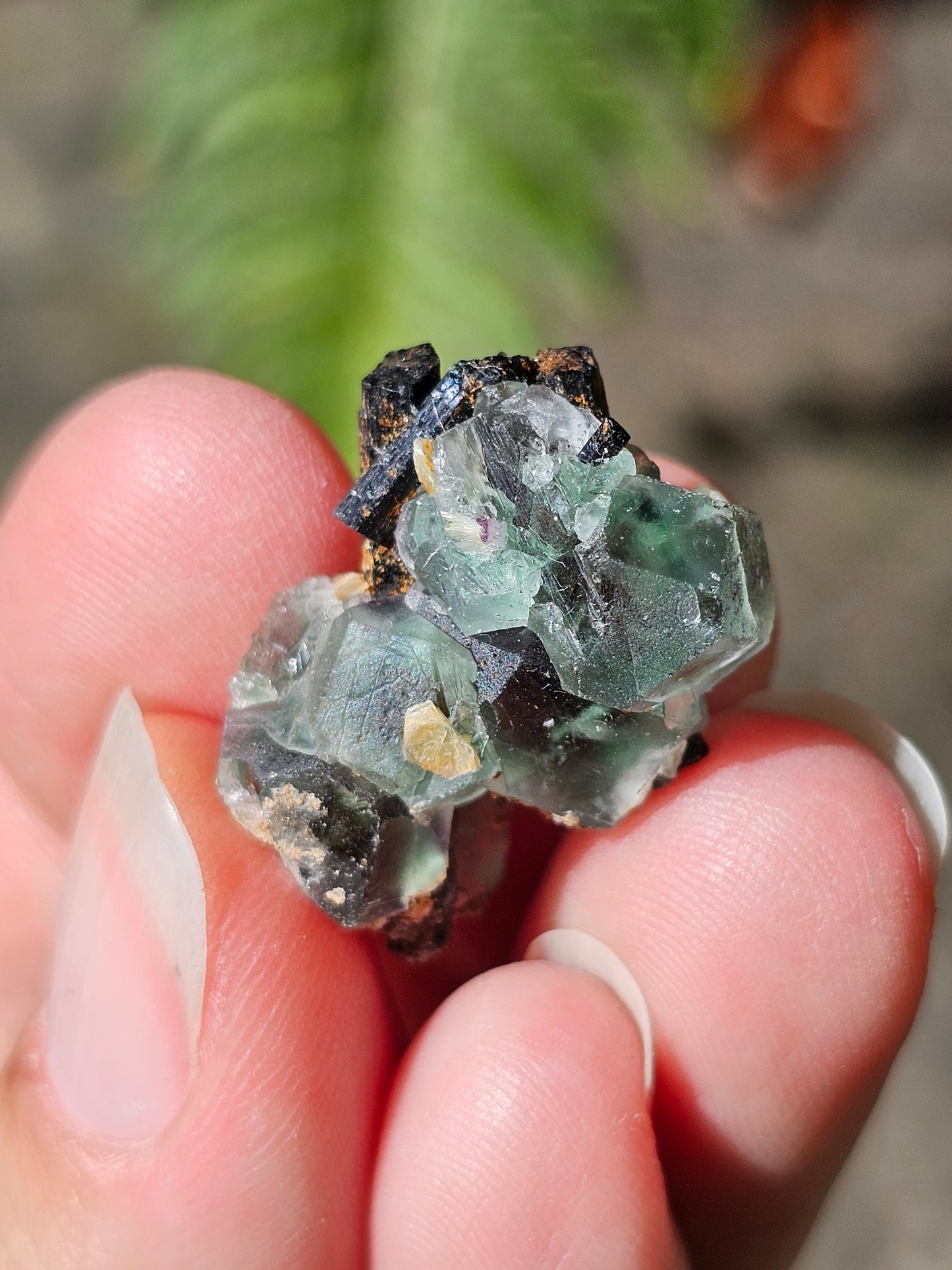 Tourmaline noire sur Fluorite TF4