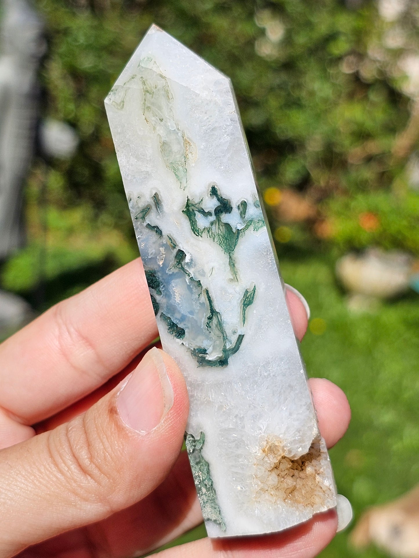Pointe Agate arbre I