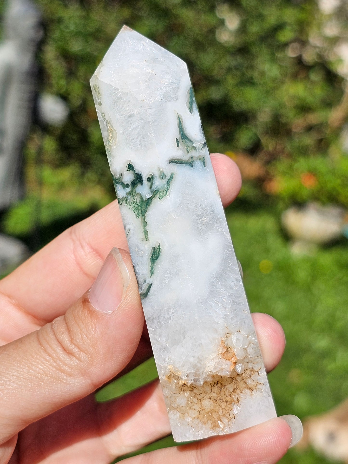 Pointe Agate arbre I