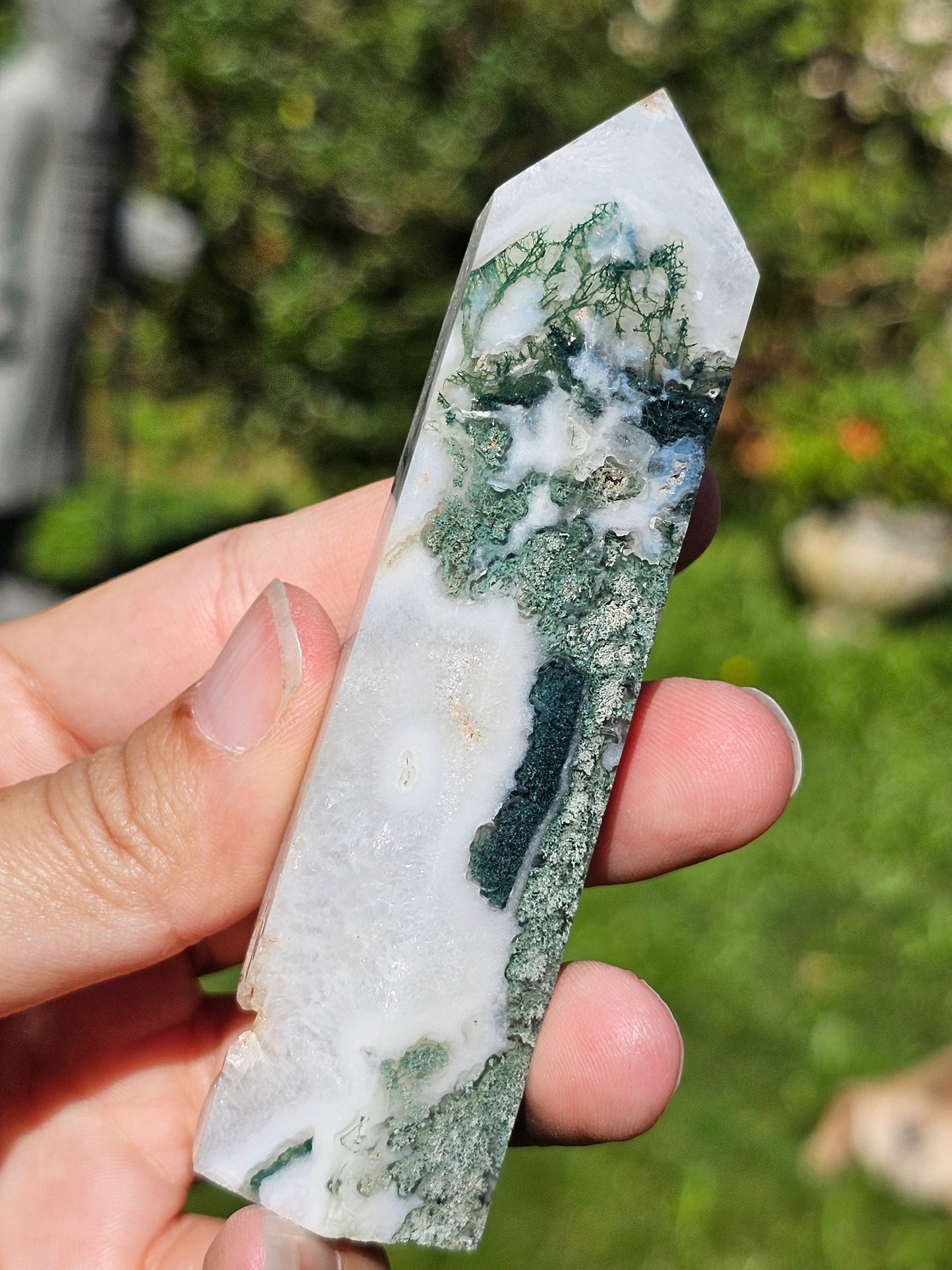 Pointe Agate arbre I