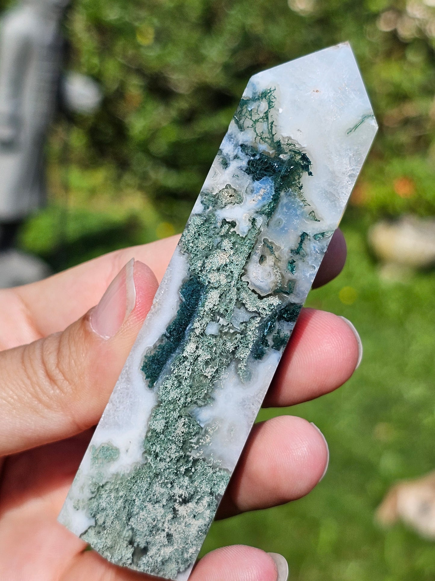 Pointe Agate arbre I