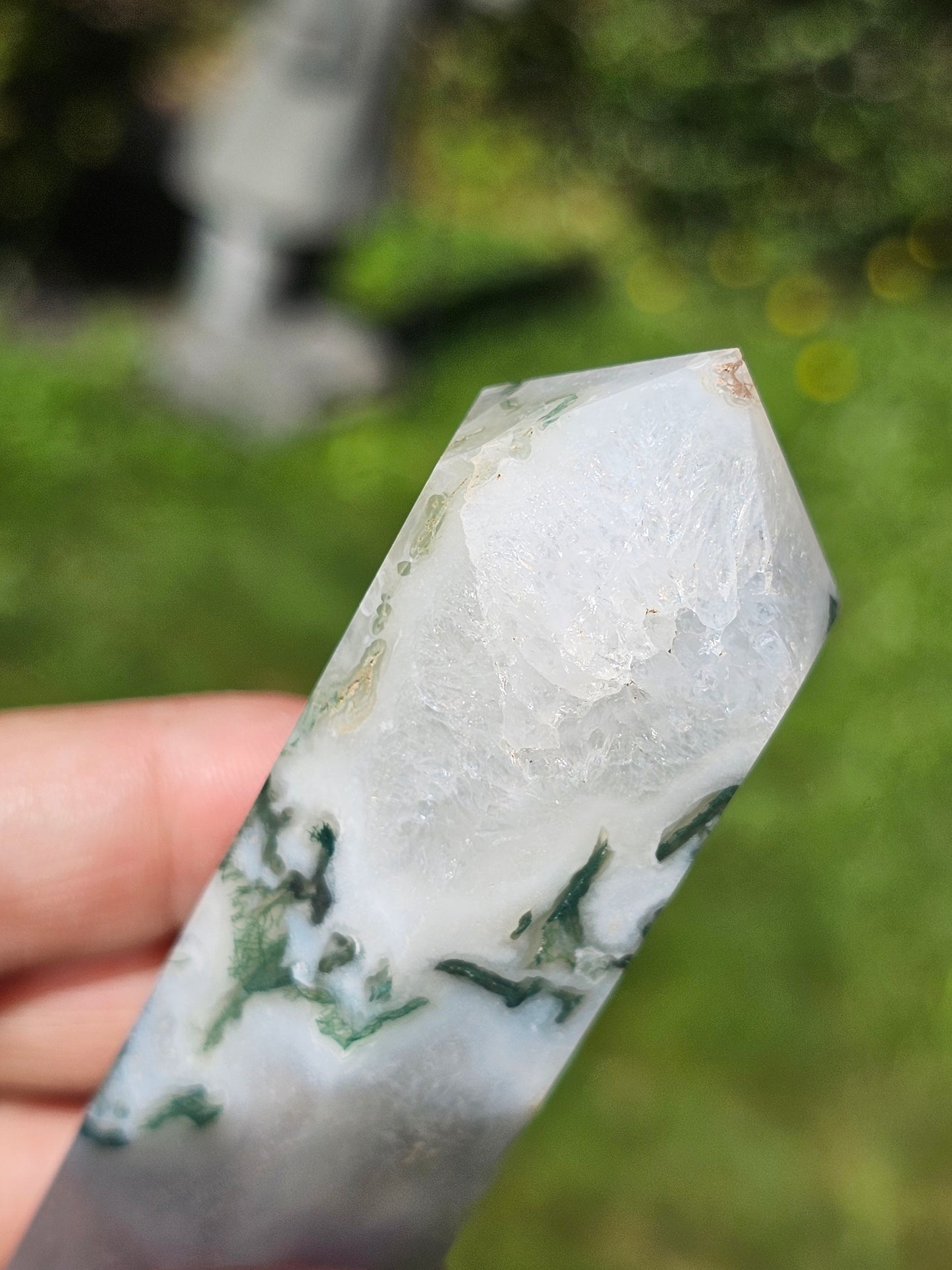 Pointe Agate arbre I