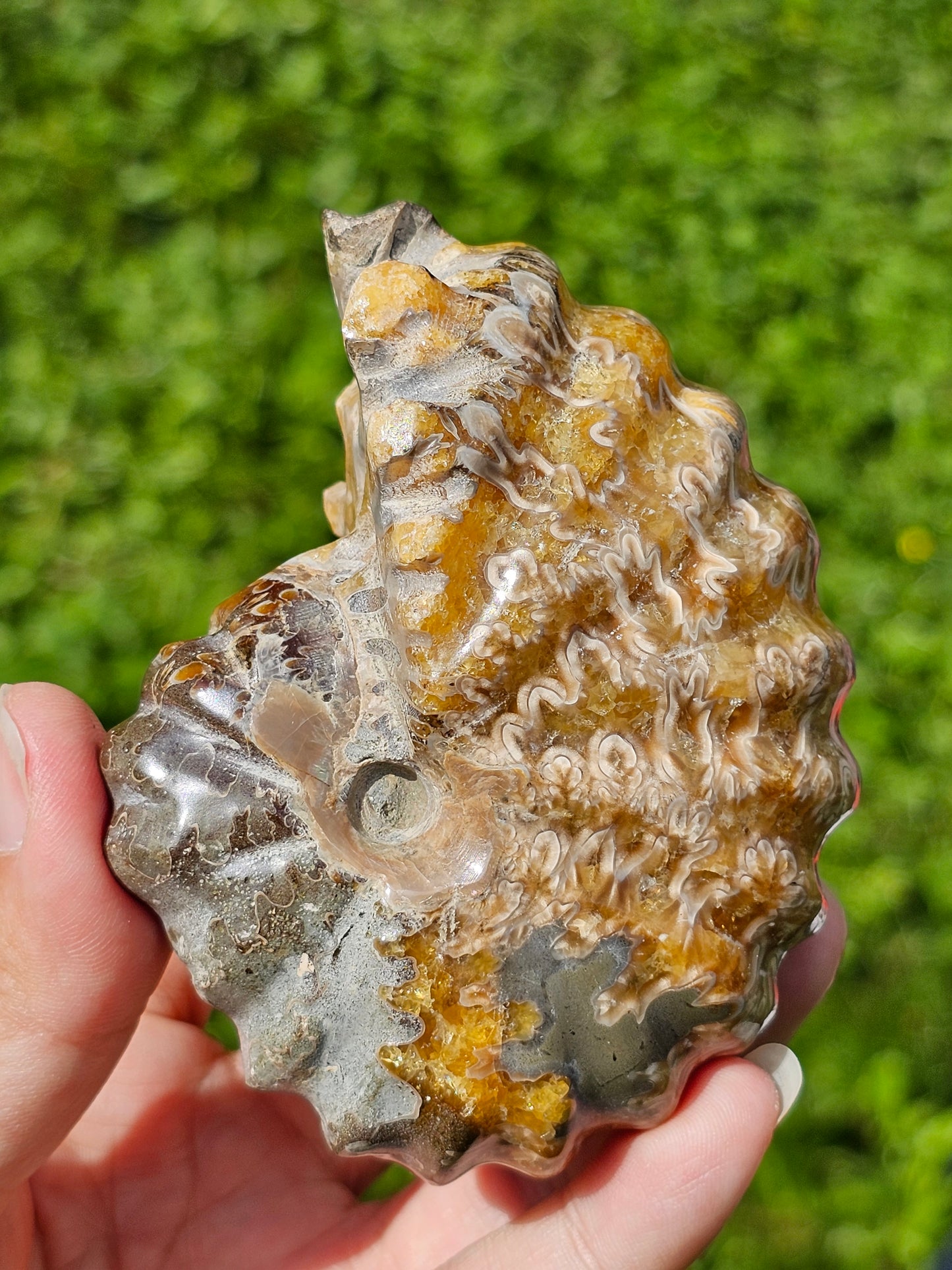 Ammonite entière