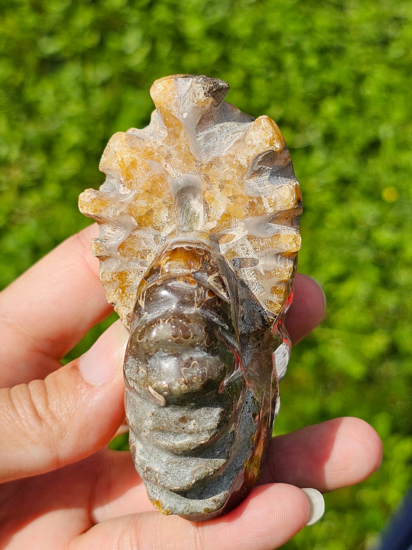 Ammonite entière