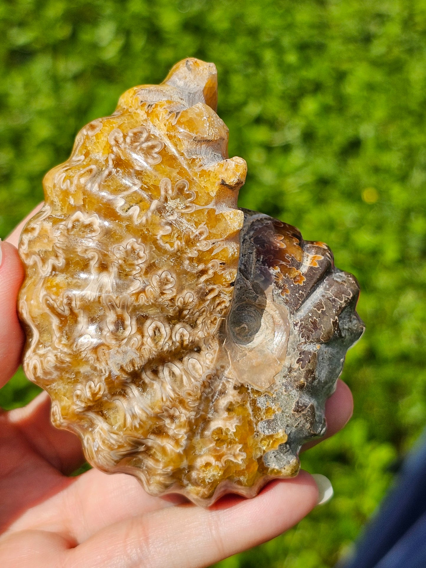 Ammonite entière
