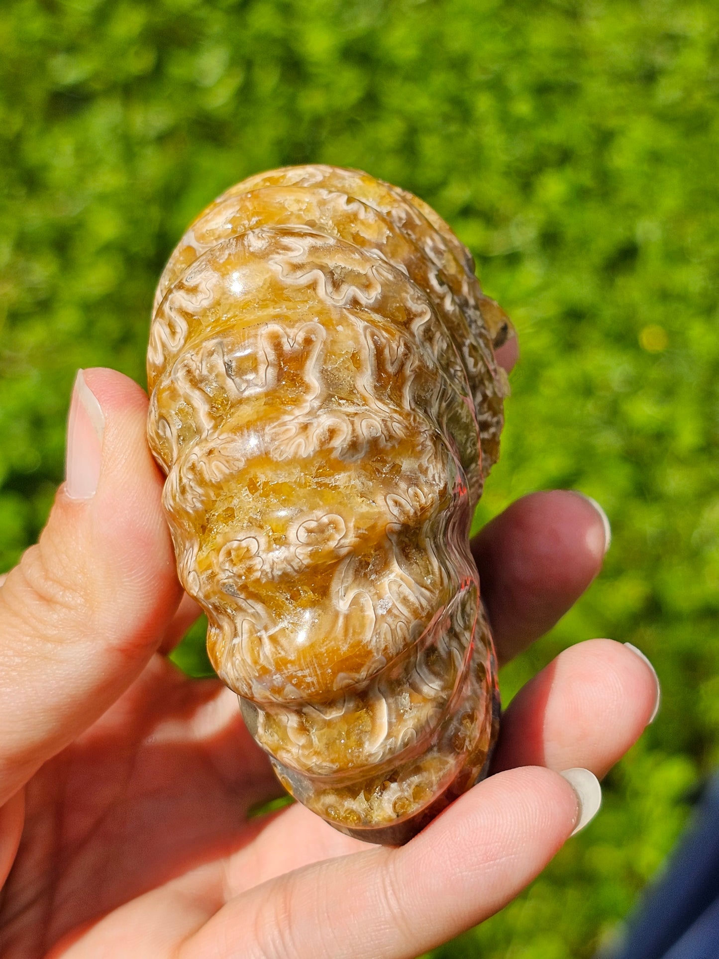 Ammonite entière
