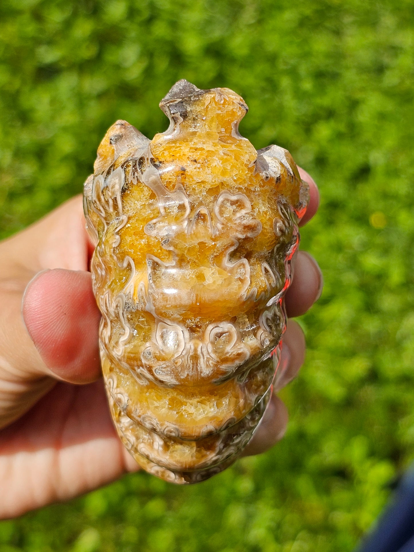 Ammonite entière