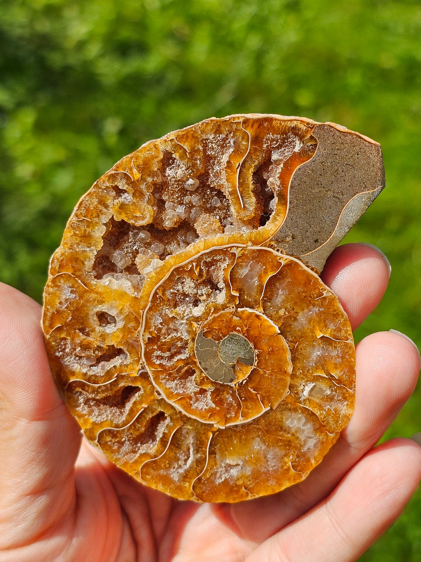Ammonite A3