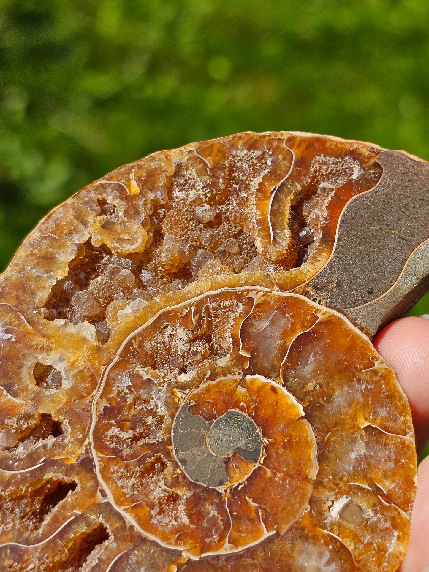 Ammonite A3