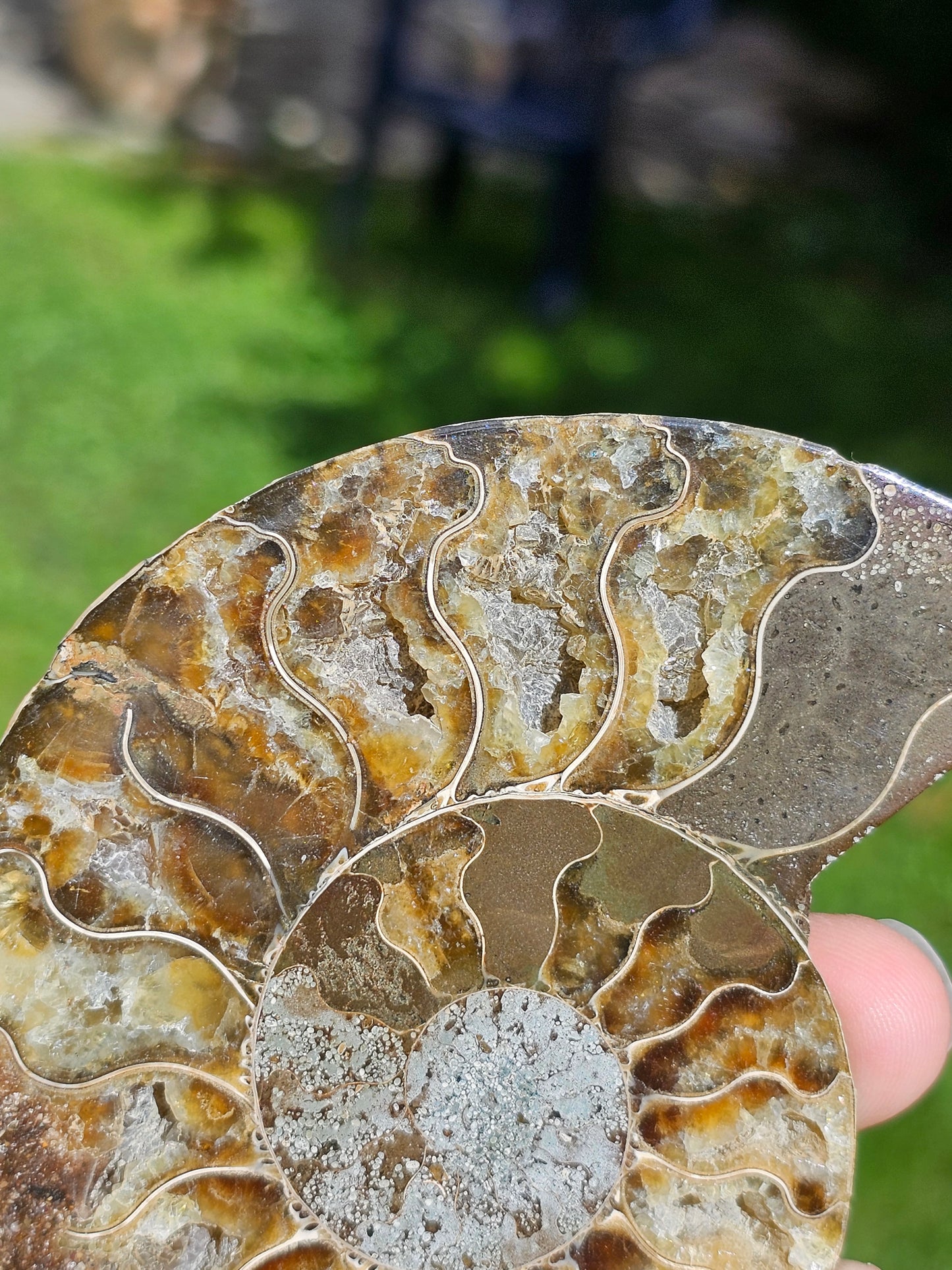Ammonite A3
