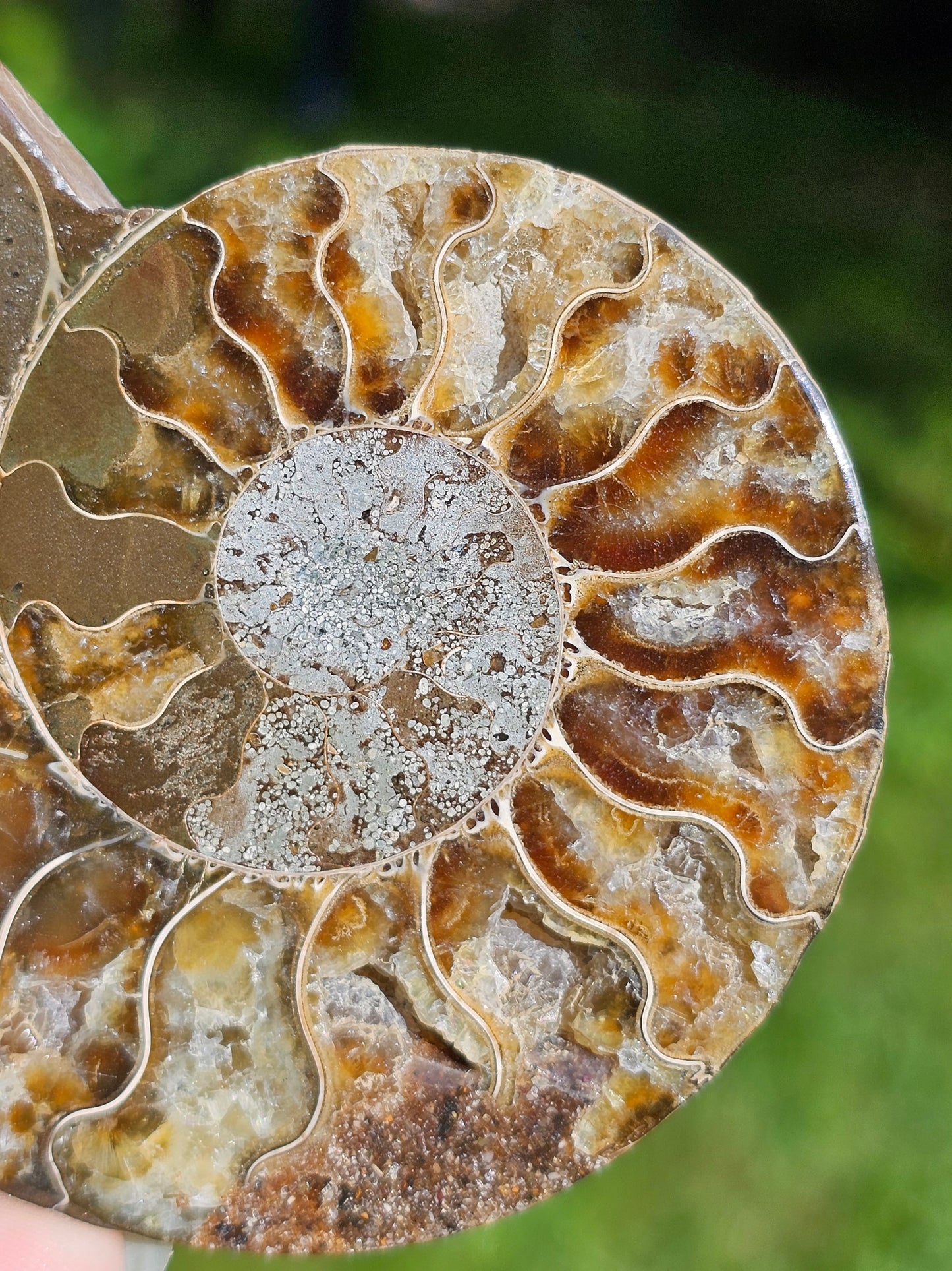 Ammonite A3