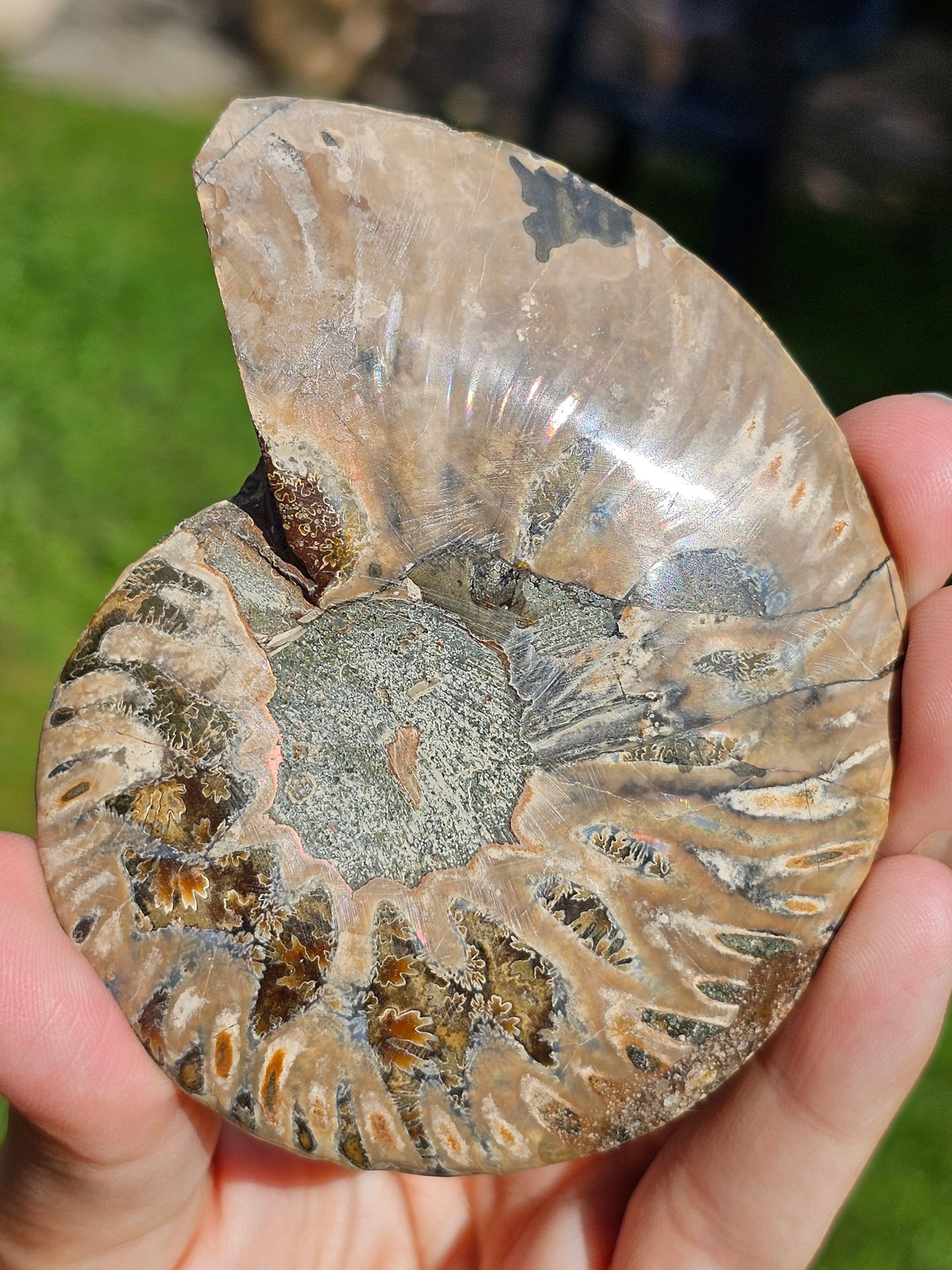 Ammonite A3