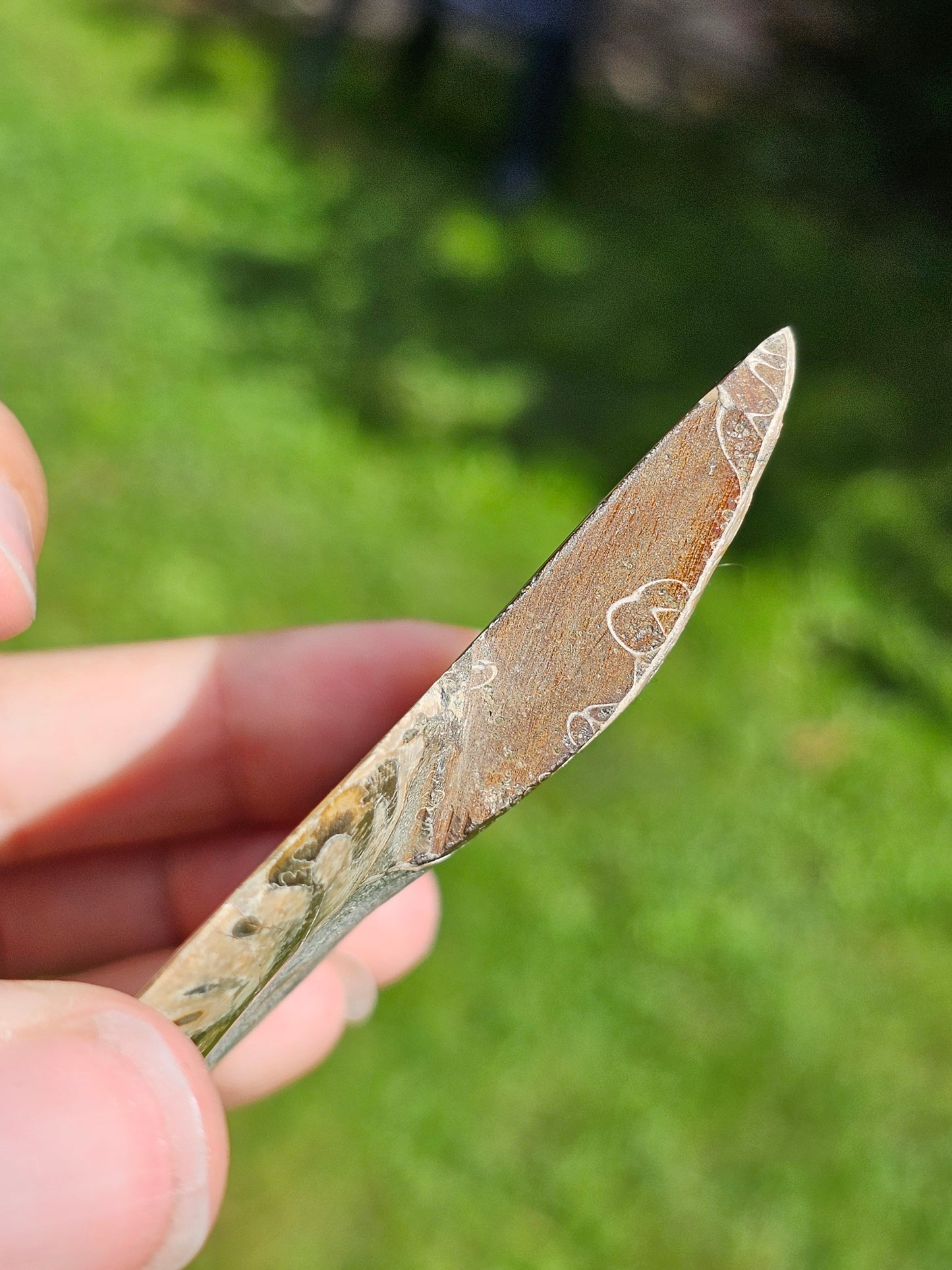 Ammonite A7