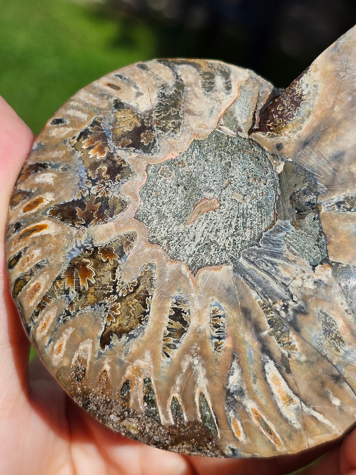 Ammonite A3
