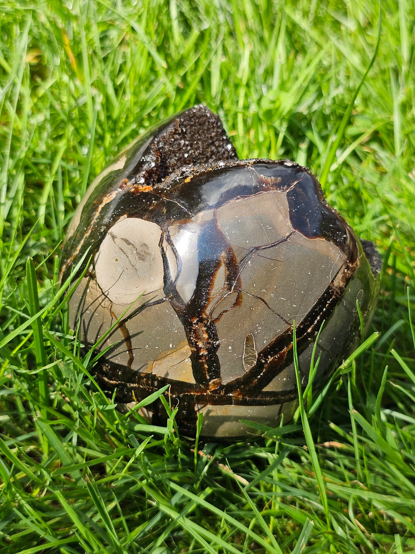 Demi sphère Septaria sauvage A