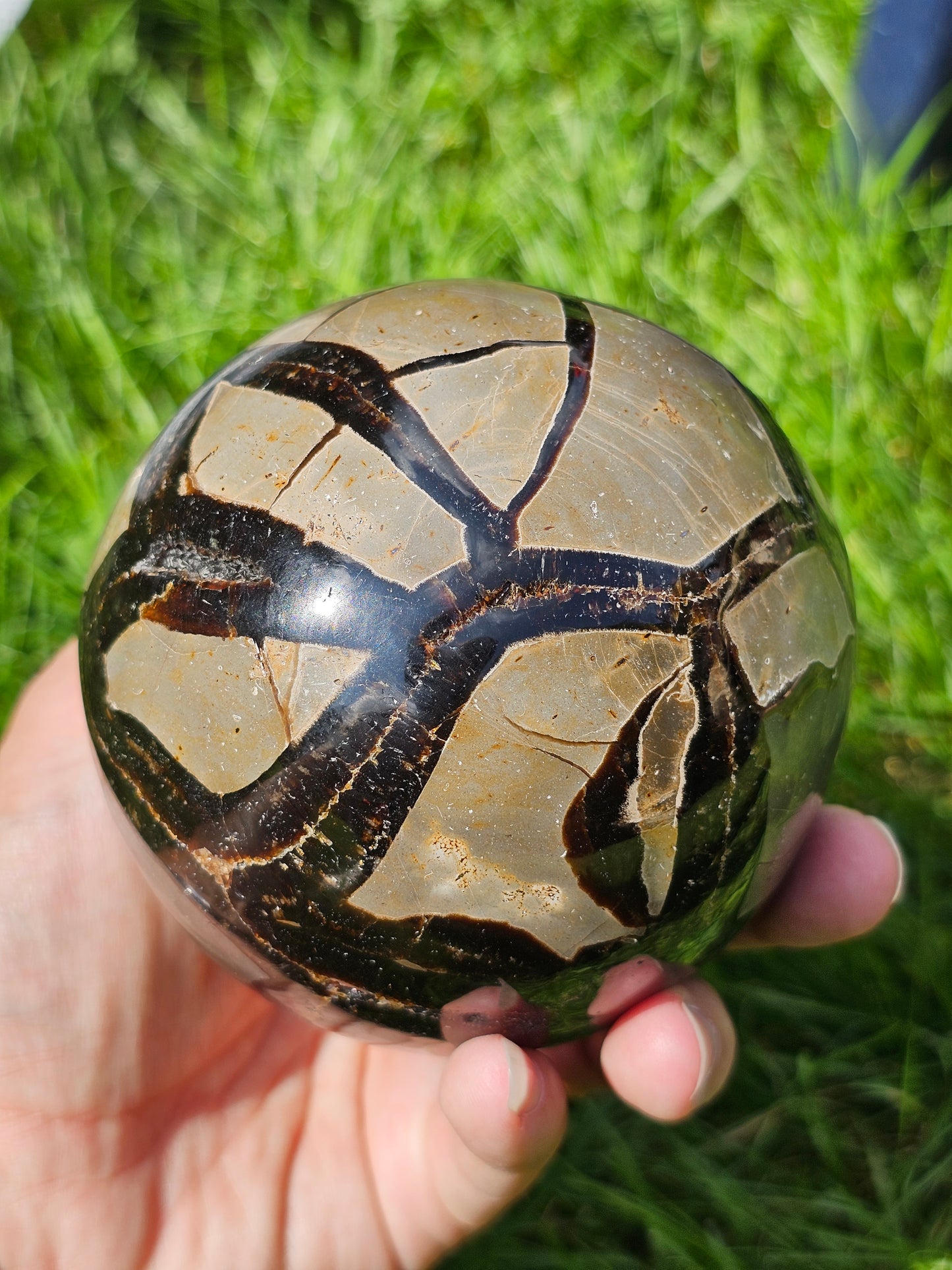 Demi sphère Septaria sauvage A