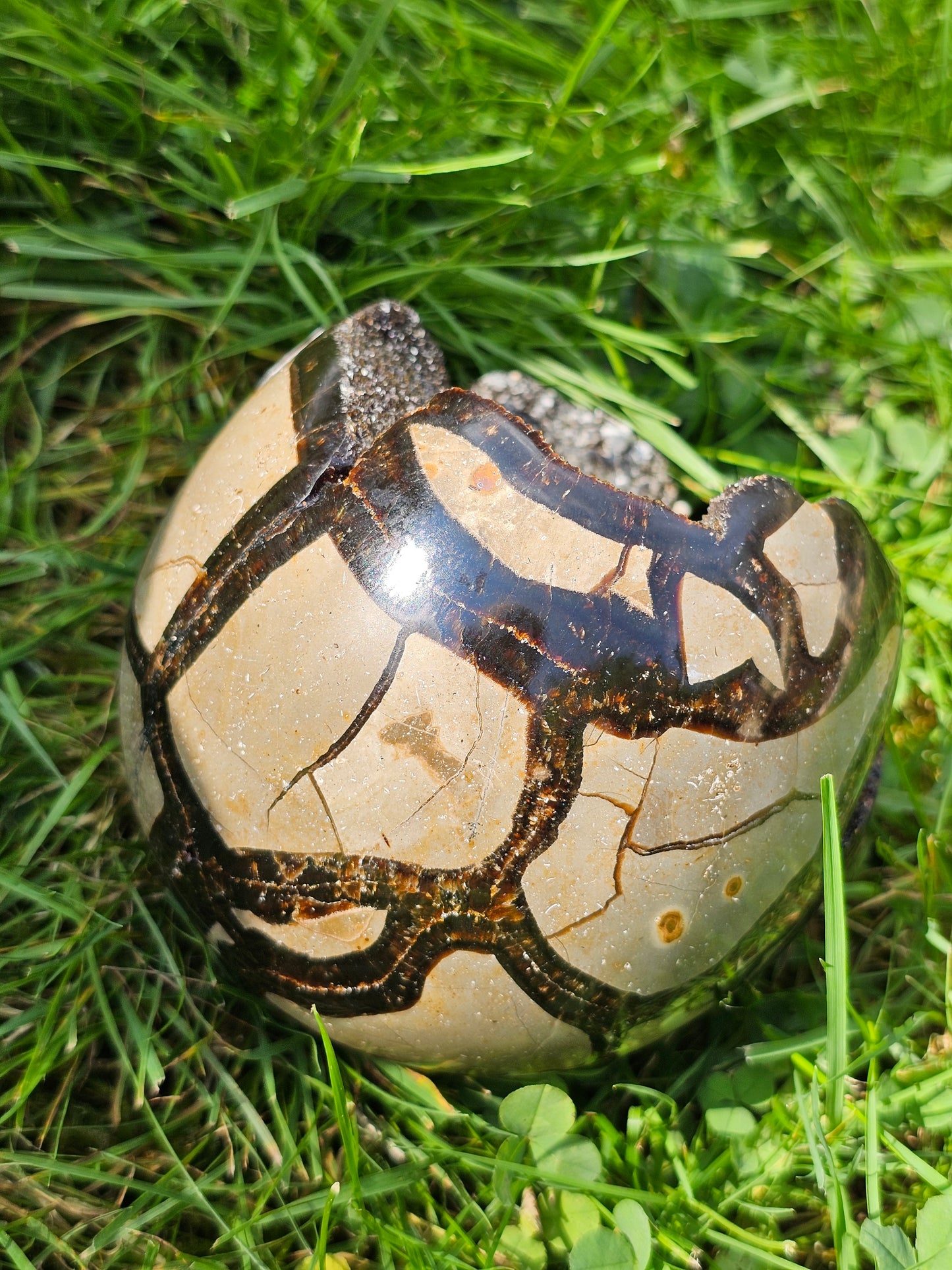 Demi sphère Septaria sauvage B