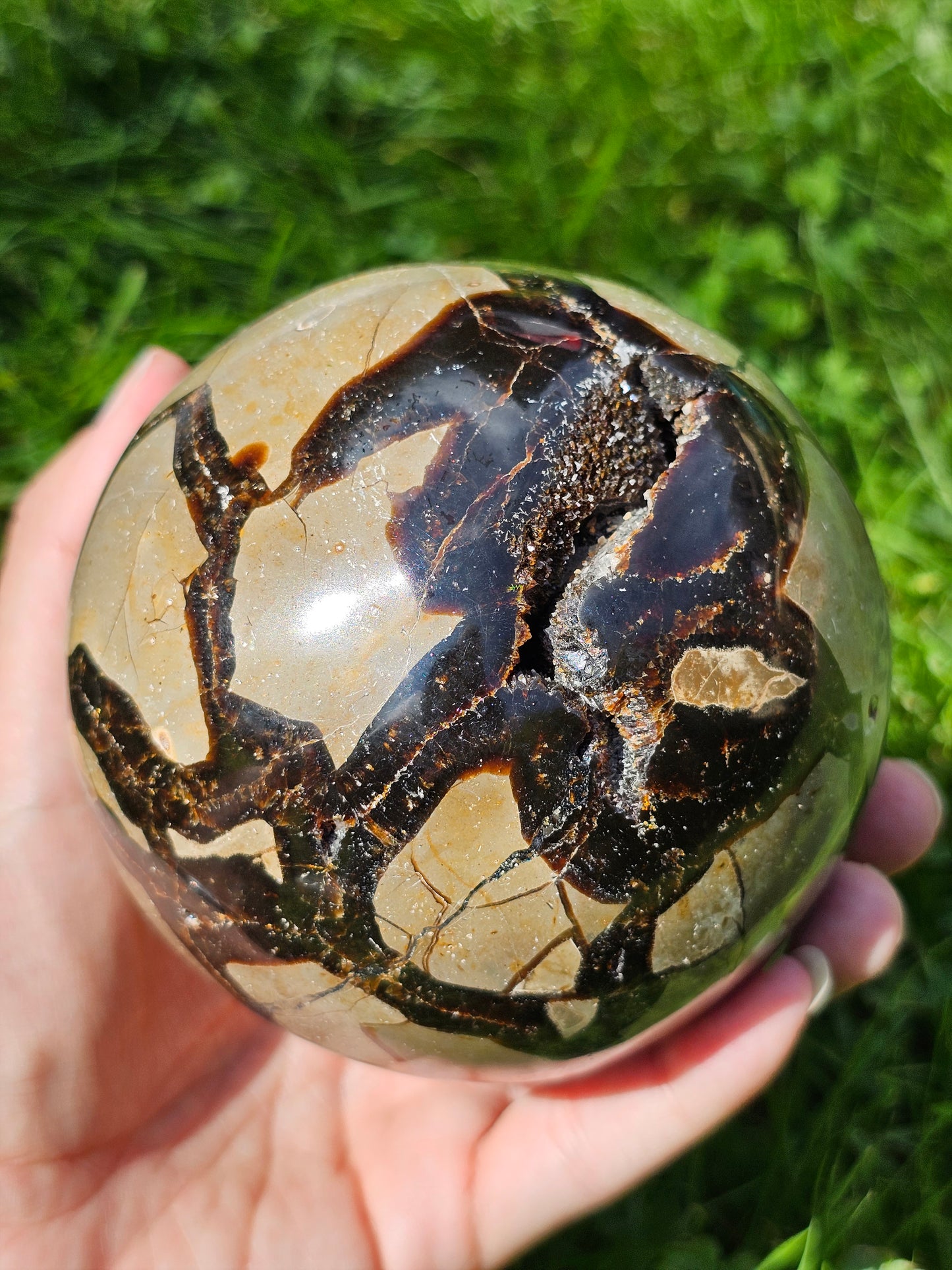 Demi sphère Septaria sauvage B