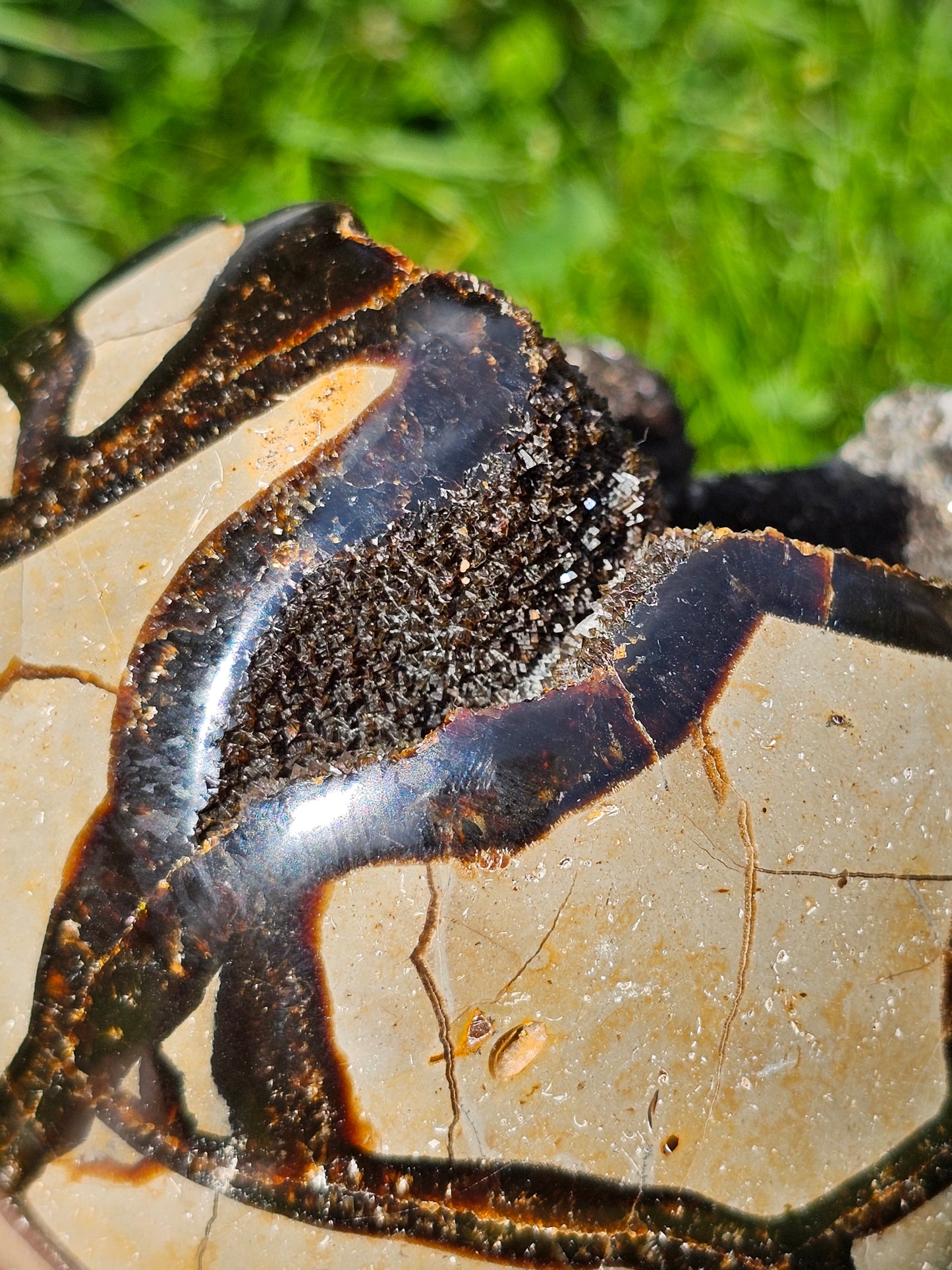 Demi sphère Septaria sauvage B