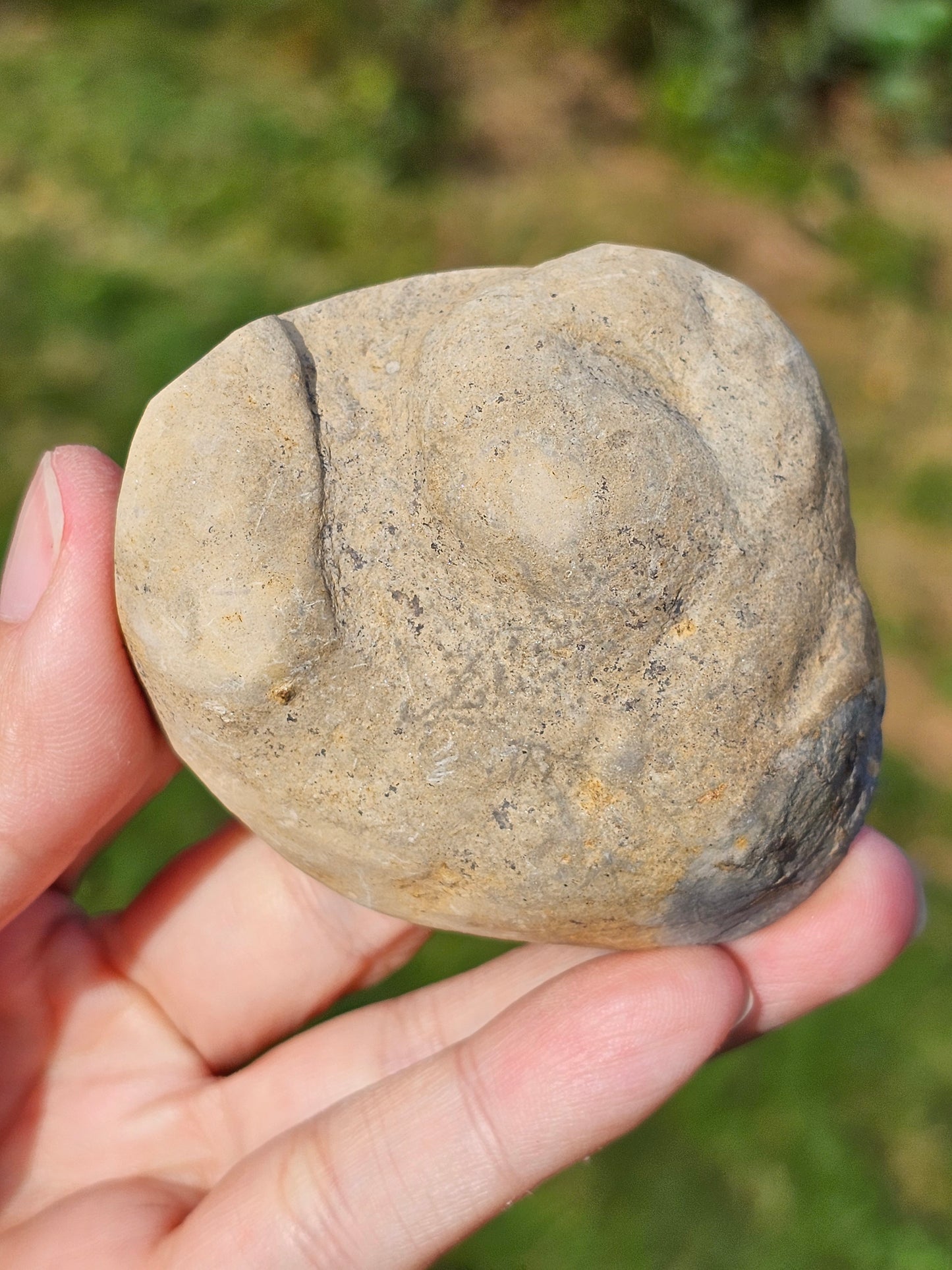 Ammonite dans Septaria française