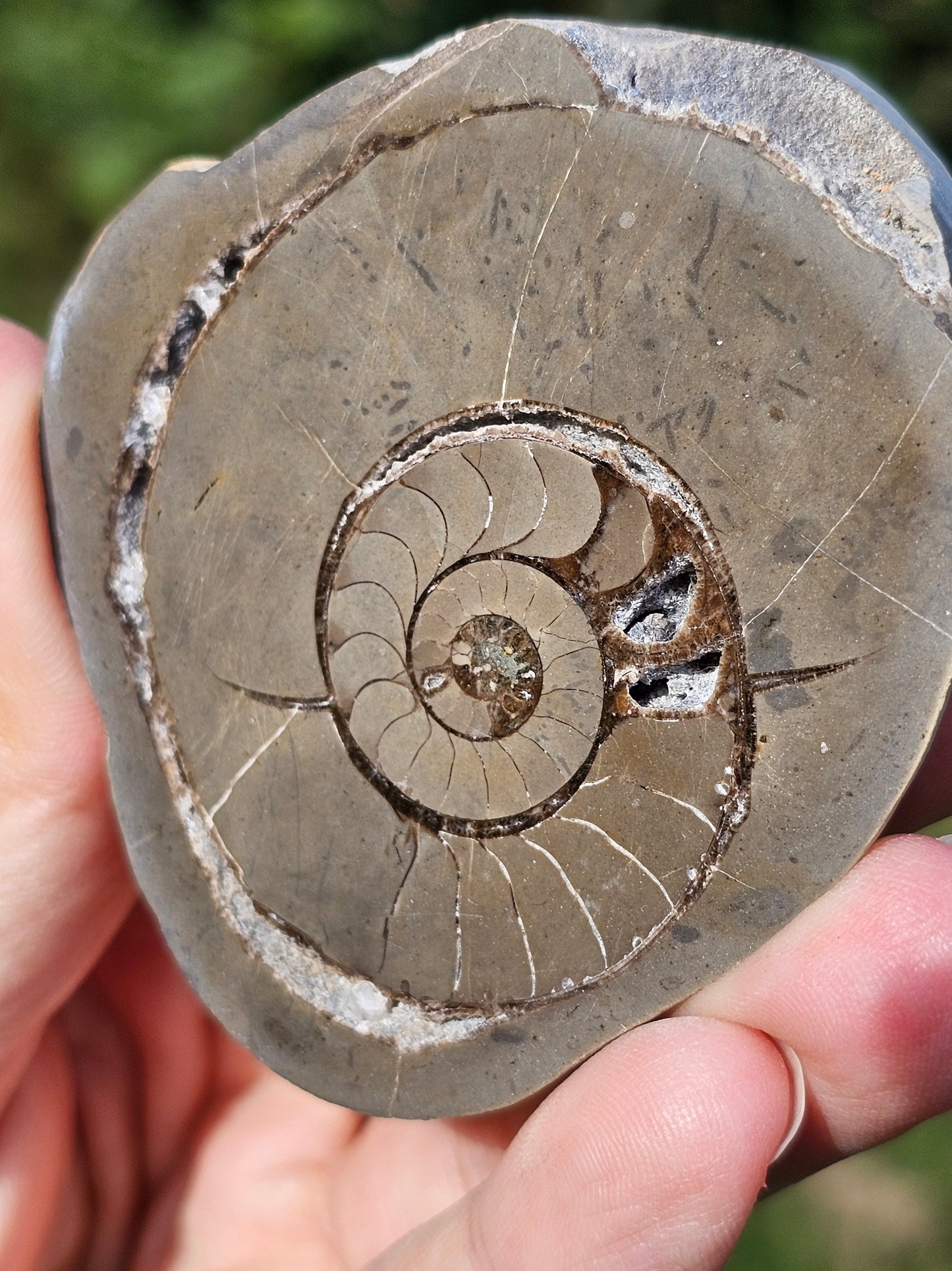 Ammonite dans Septaria française