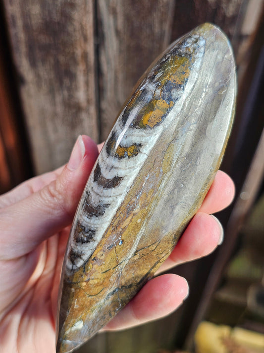 Orthoceras ( à choisir)