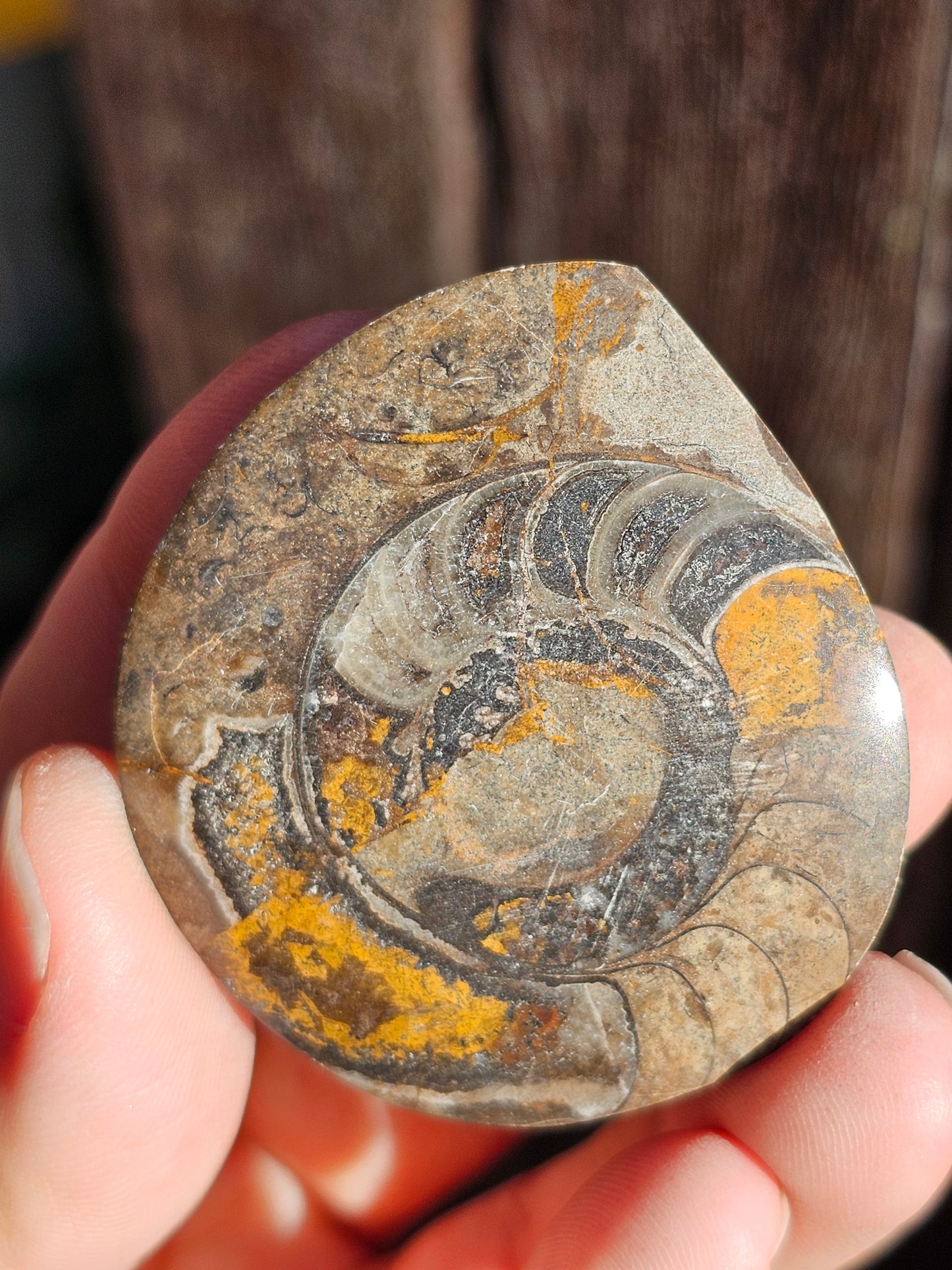 Goniatite (à choisir)