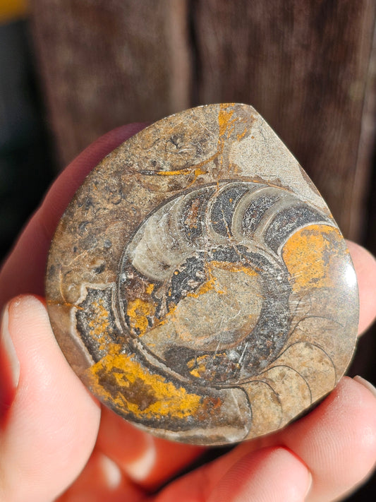 Goniatite (à choisir)
