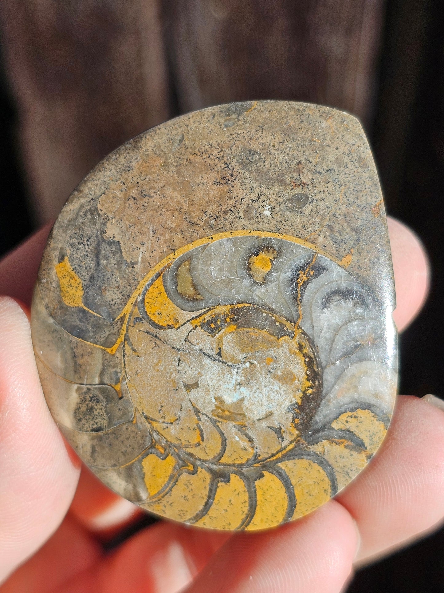 Goniatite (à choisir)