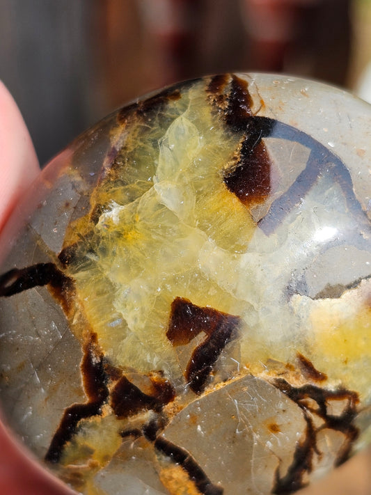 Gros Galet de Septaria (à choisir)