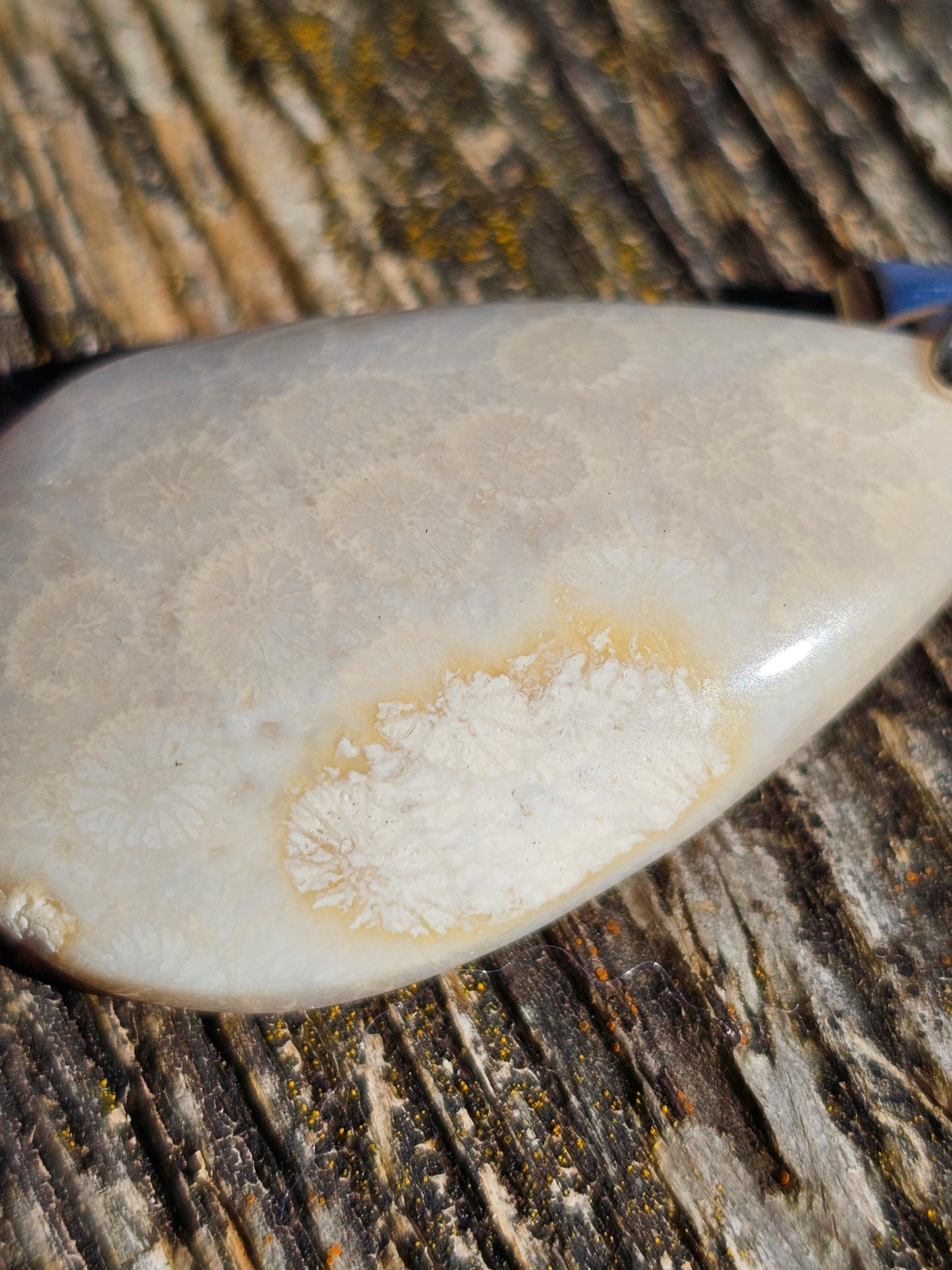 Pendentif Corail Fossile n°1