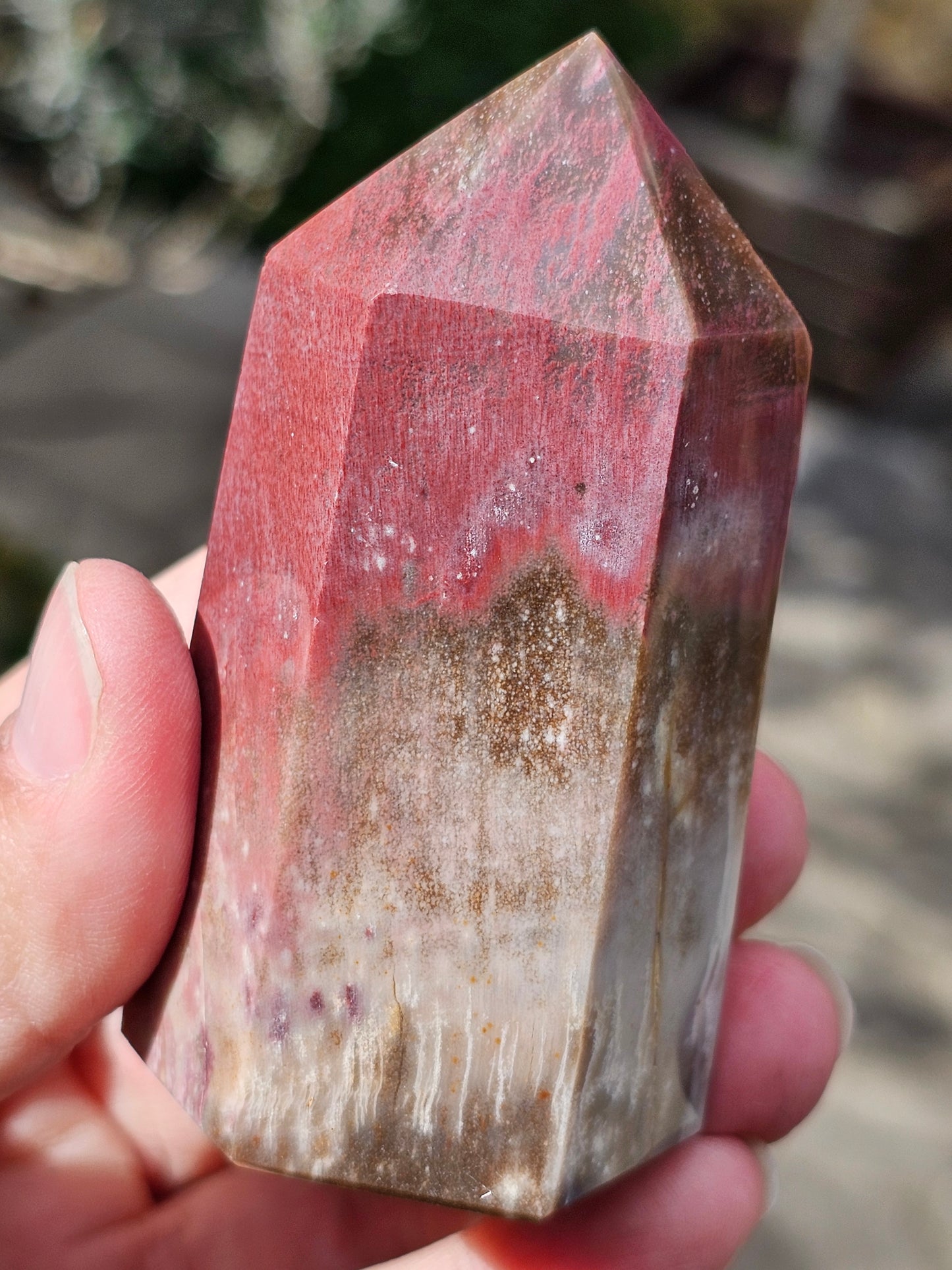 Pointe Bois fossile BF5
