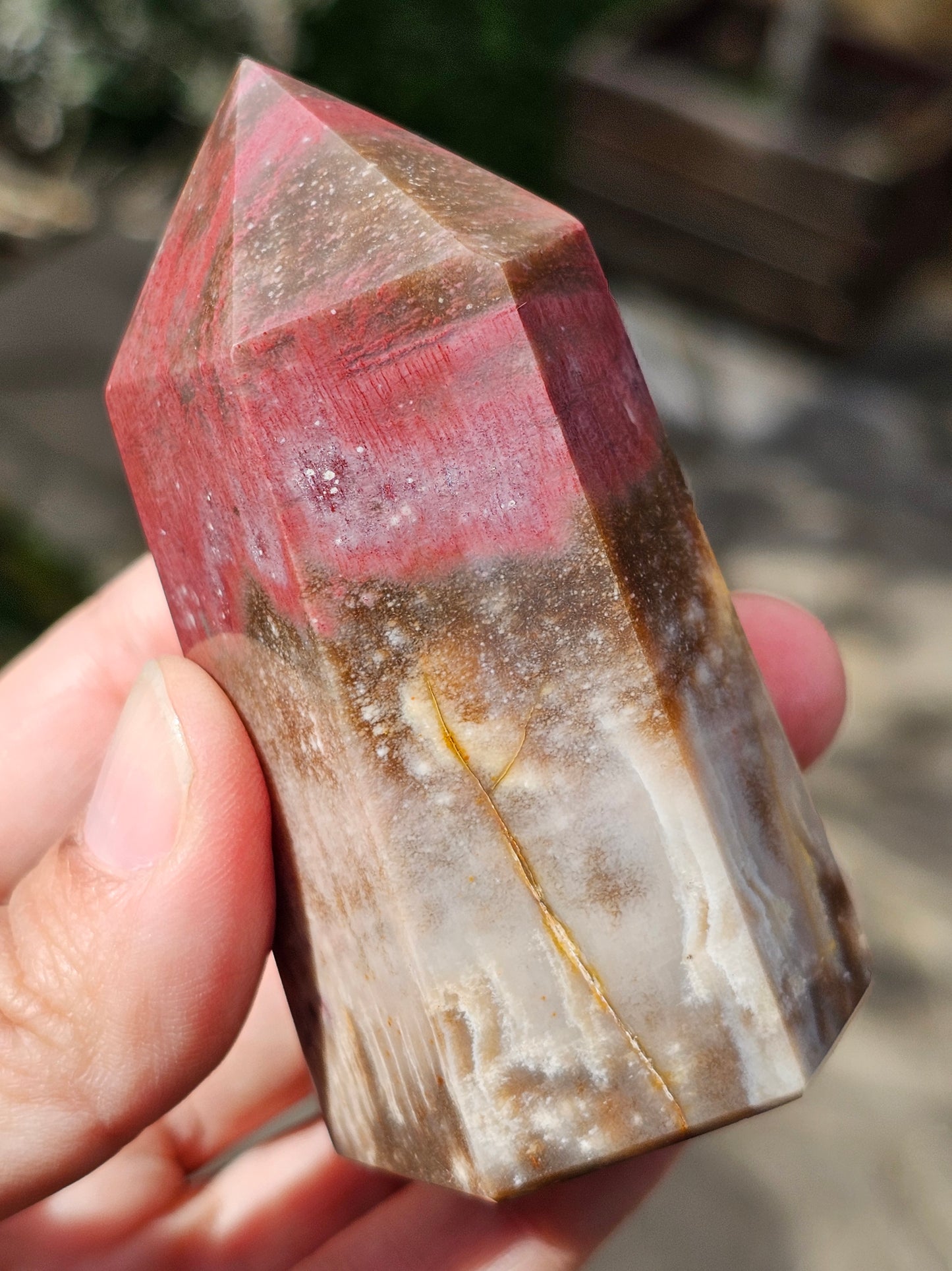 Pointe Bois fossile BF5