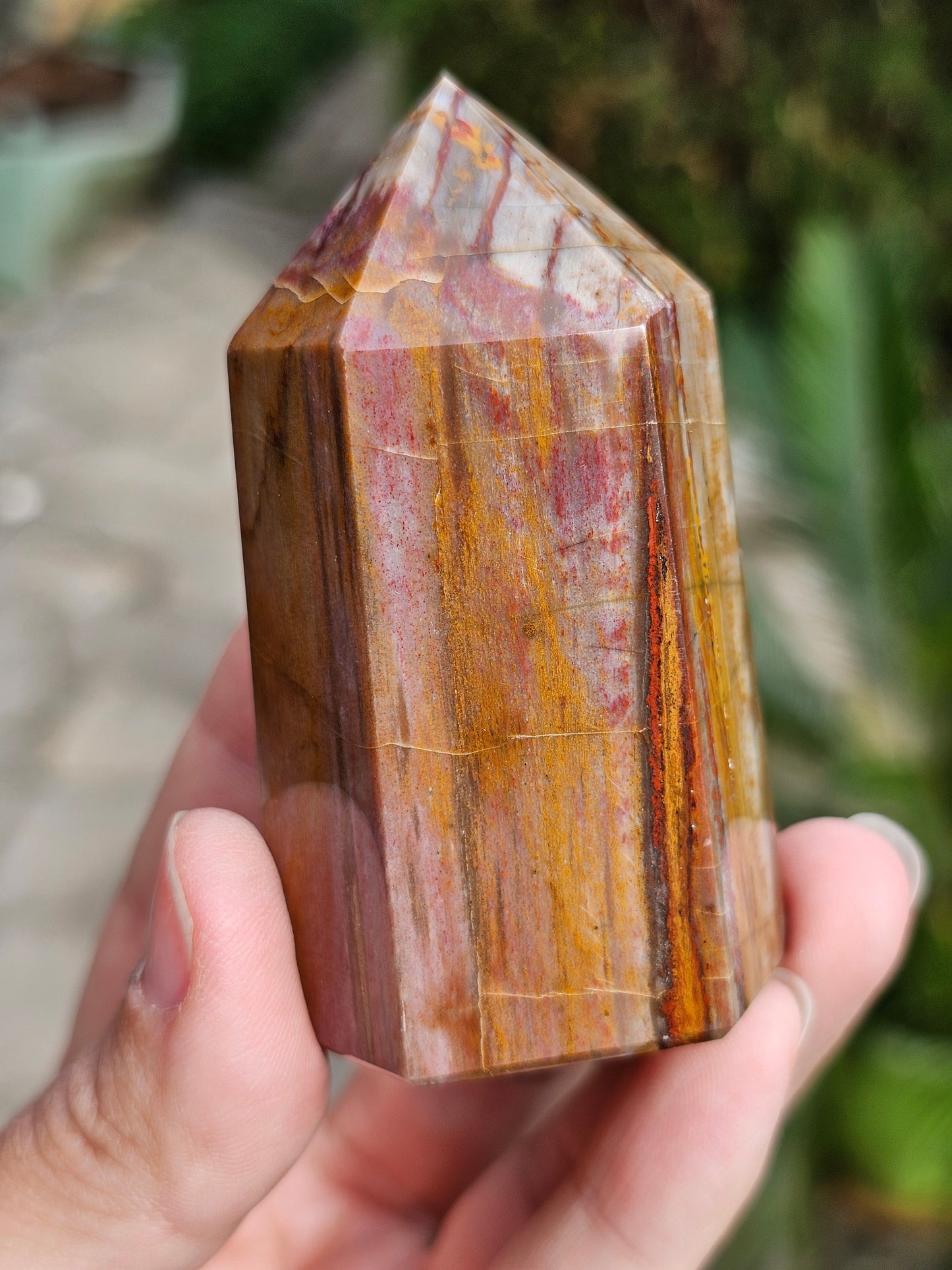 Pointe Bois fossile BF9