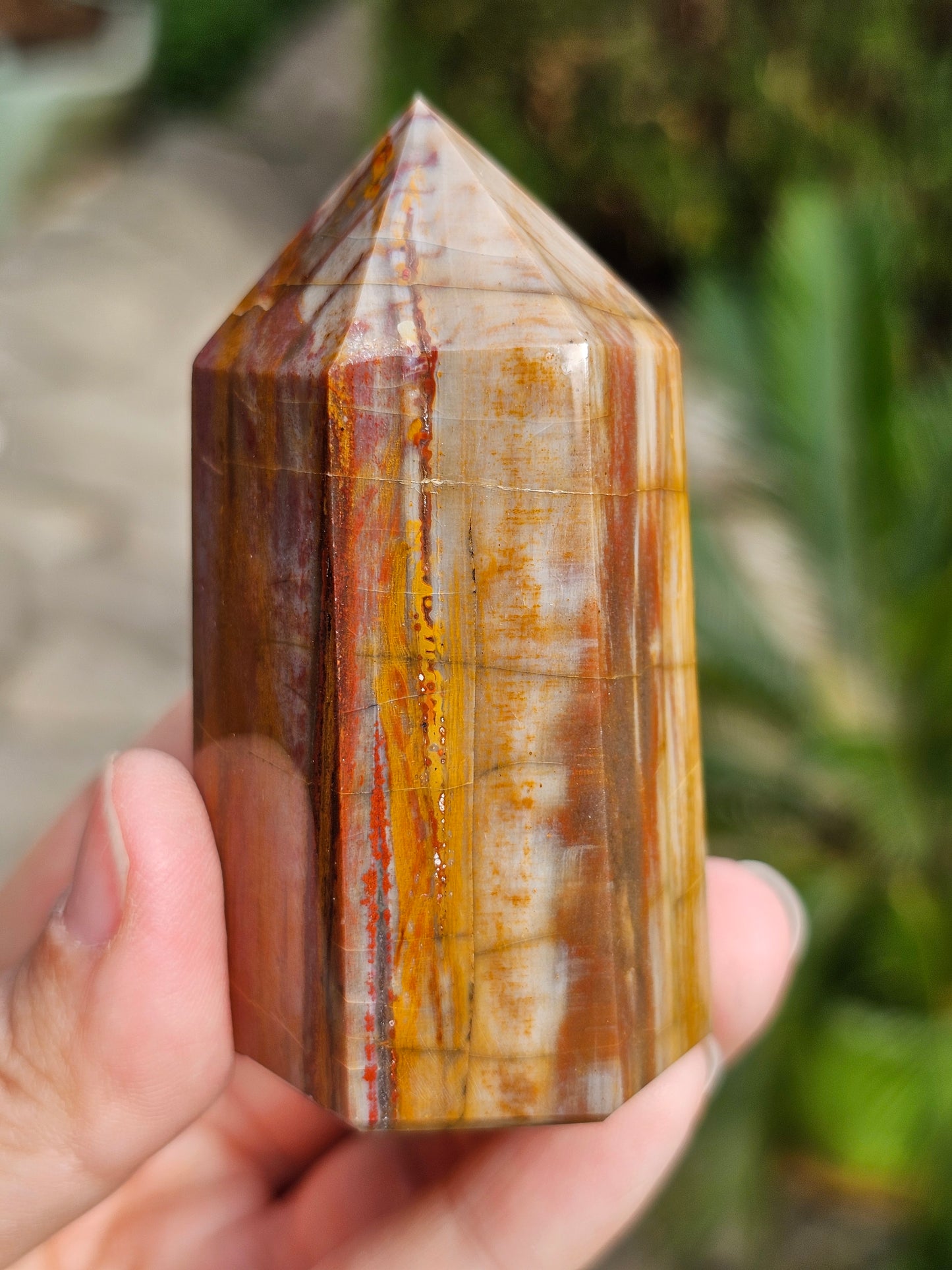 Pointe Bois fossile BF9