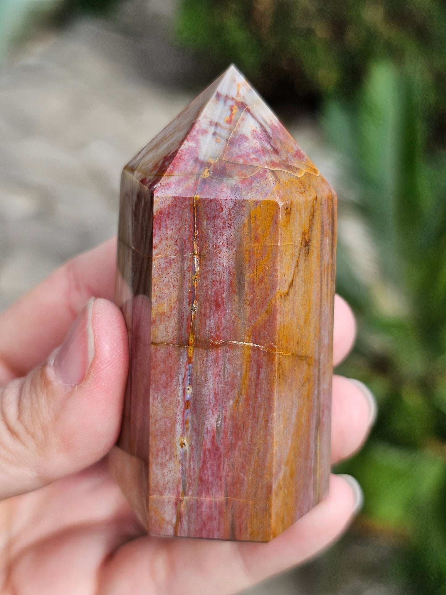 Pointe Bois fossile BF9