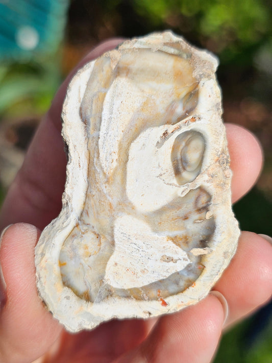 Tranche Bois fossile B10