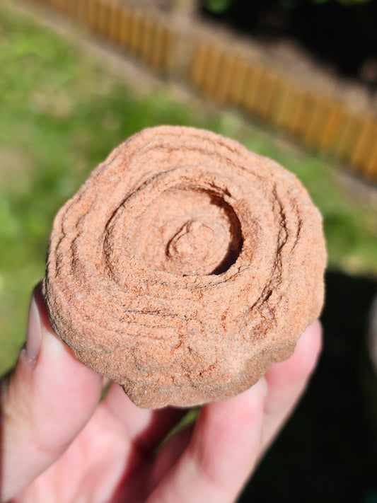Stromatolite brute du Maroc S1