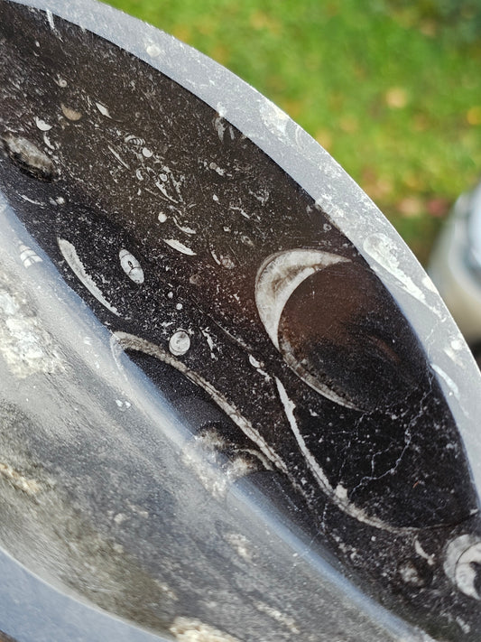 Coupelle en Orthoceras n°4