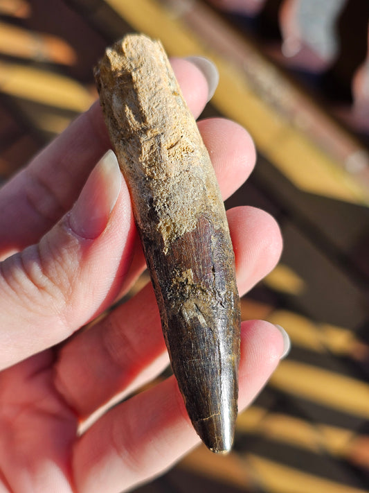 Grosse dent de Spinosaure n°1