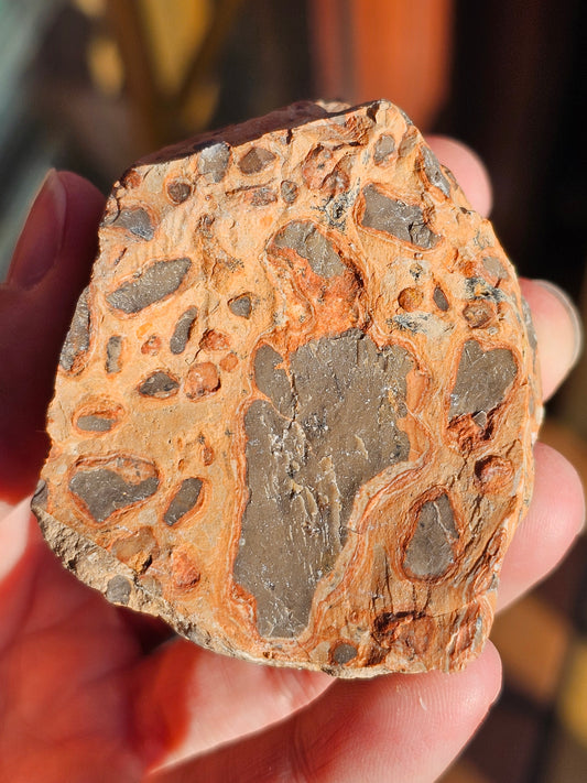 Jaspe Léopard brut (à choisir)