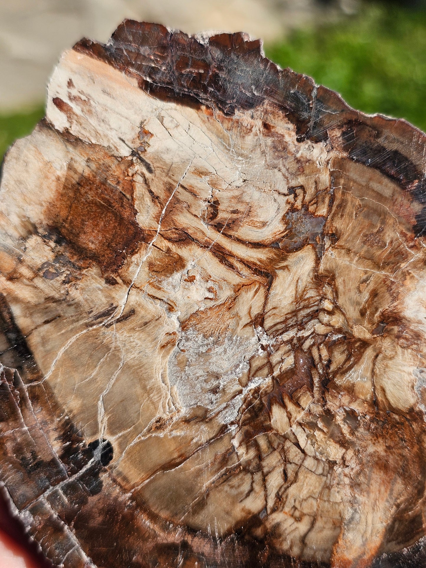 Tranche de Bois fossile n°3