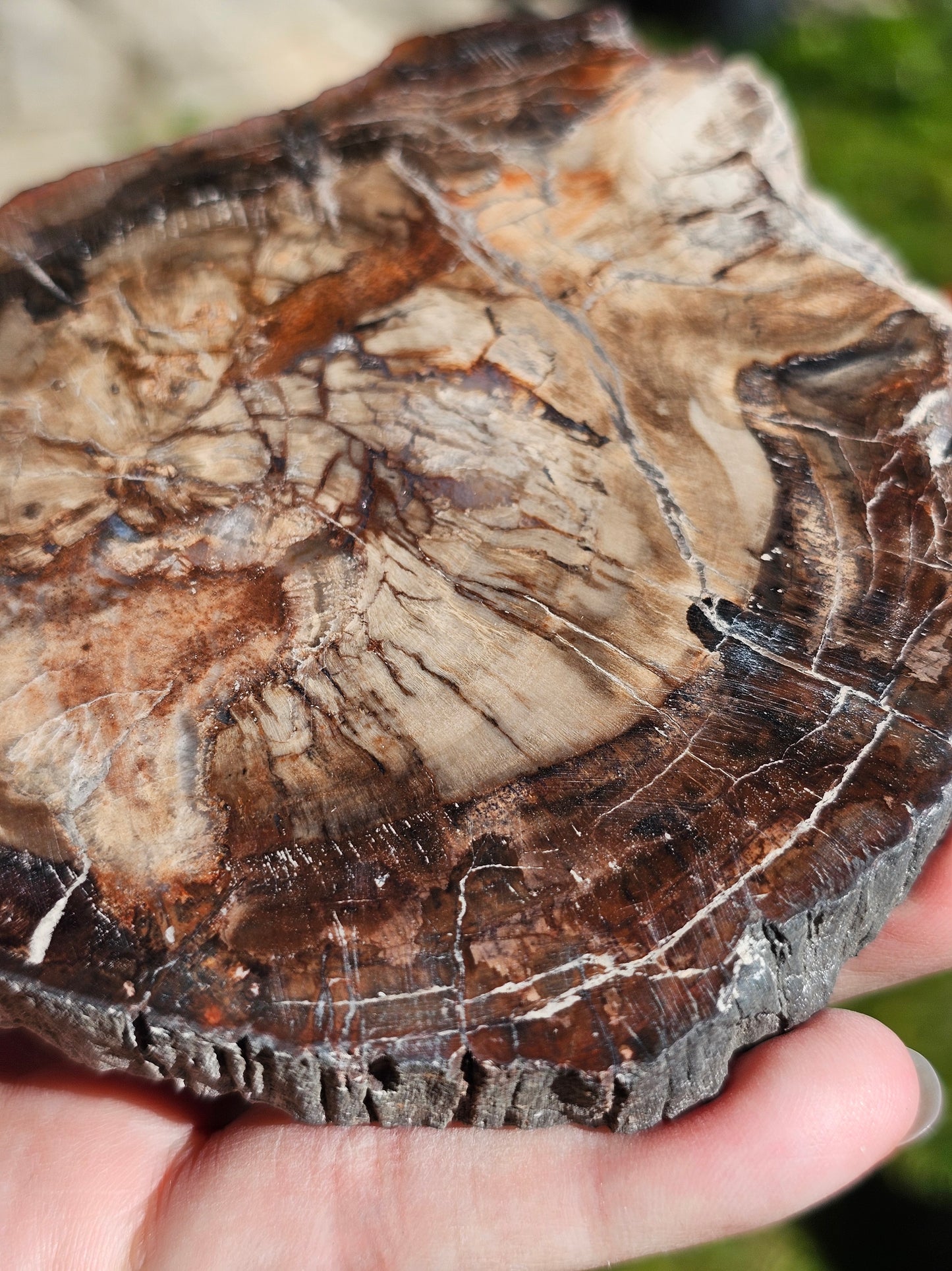 Tranche de Bois fossile n°3