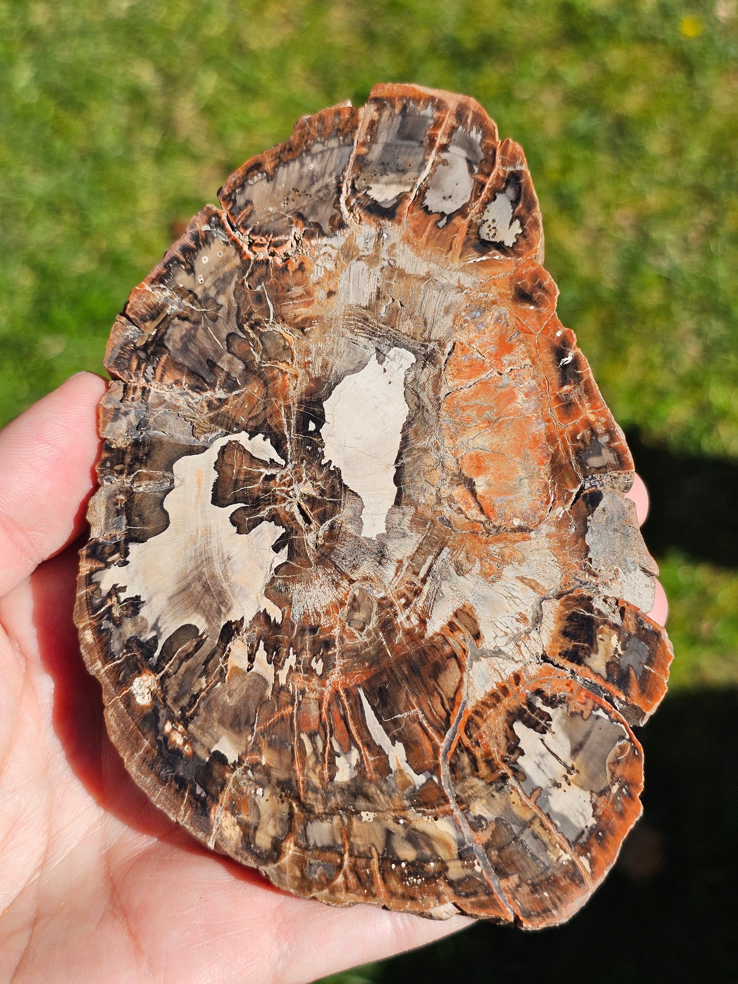 Tranche de Bois fossile n°4