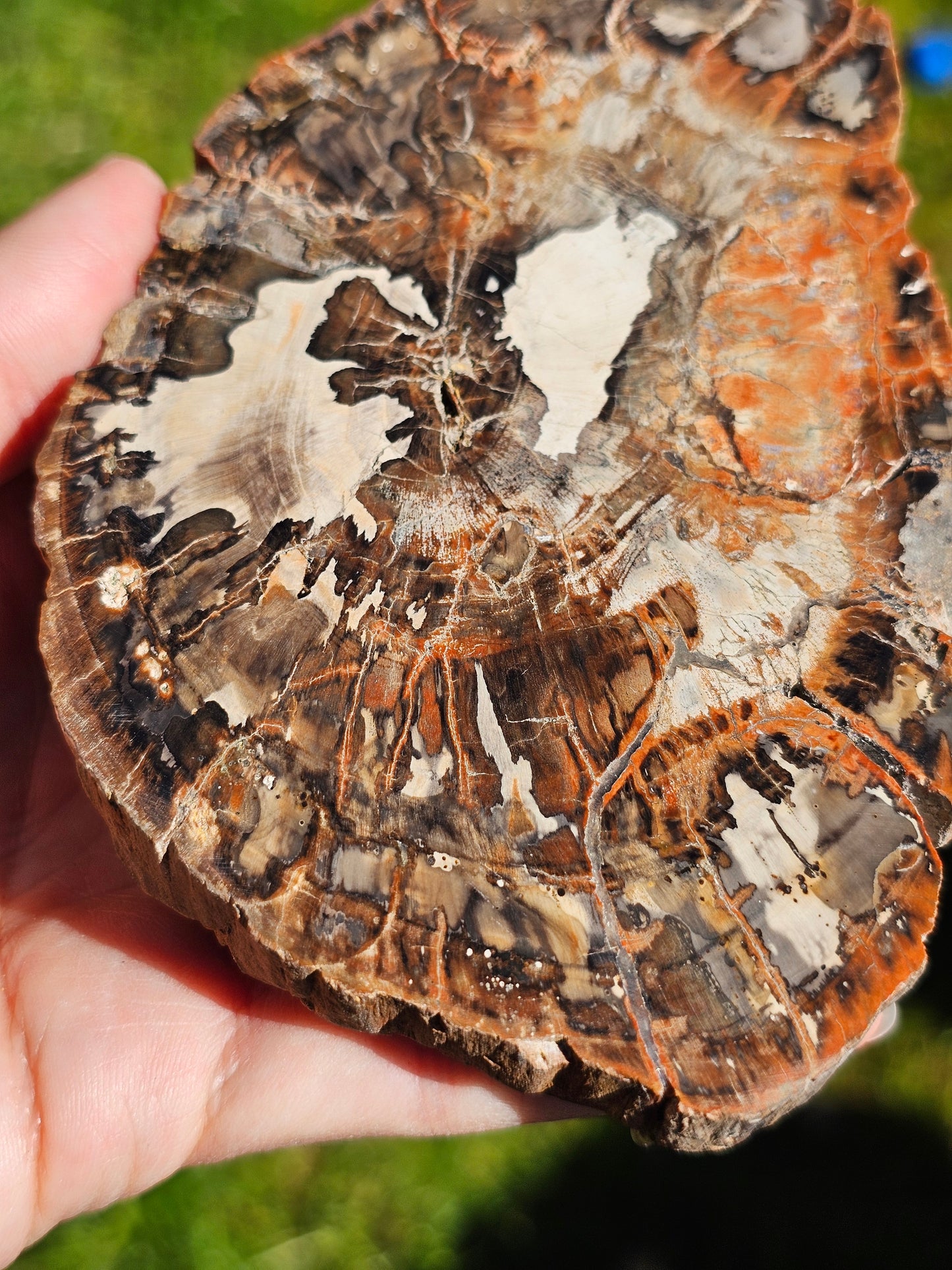 Tranche de Bois fossile n°4